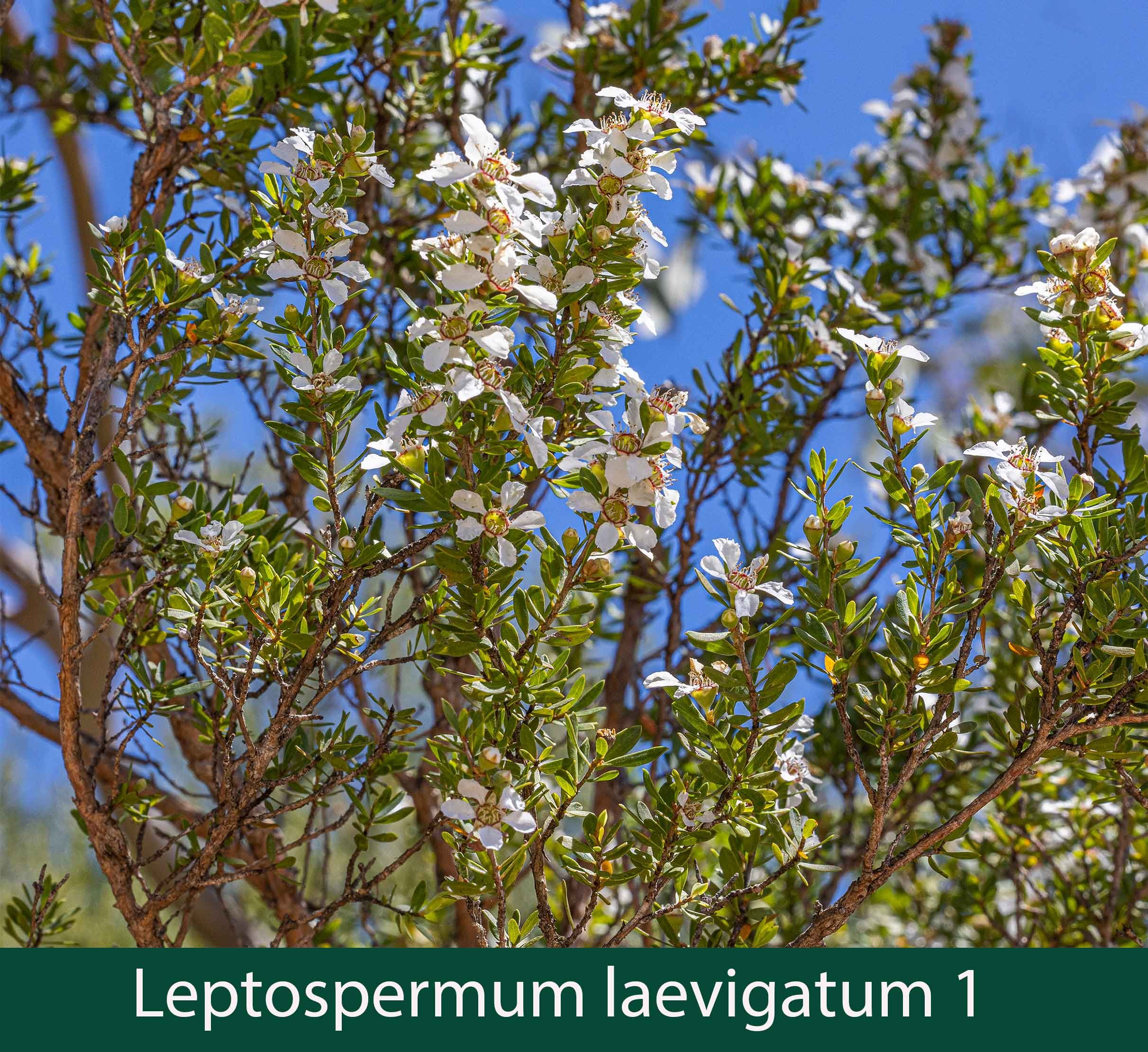Leptospermum laevigatum 1   Coast tea tree.jpg