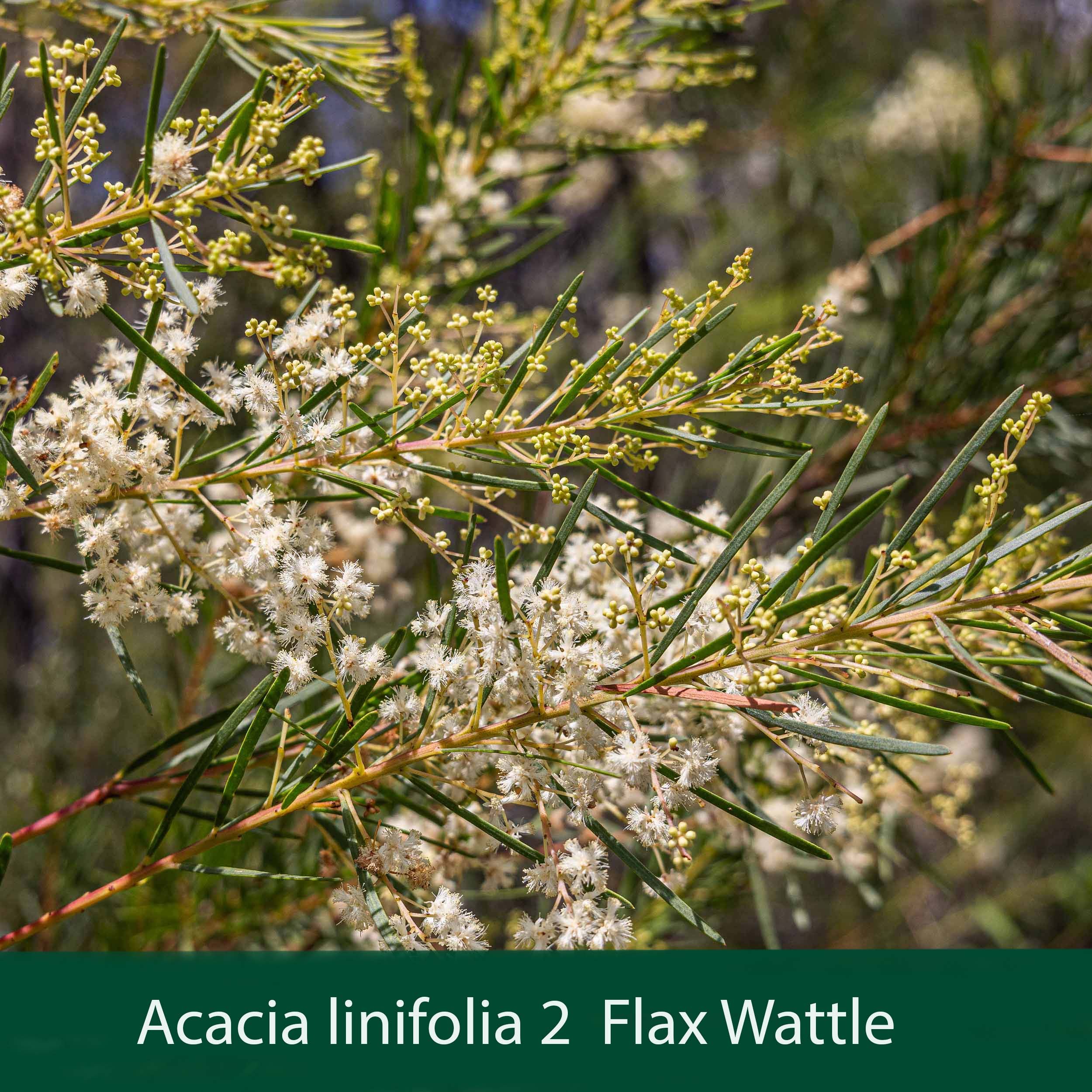 Acacia linifolia 2 Flax Wattle.jpg