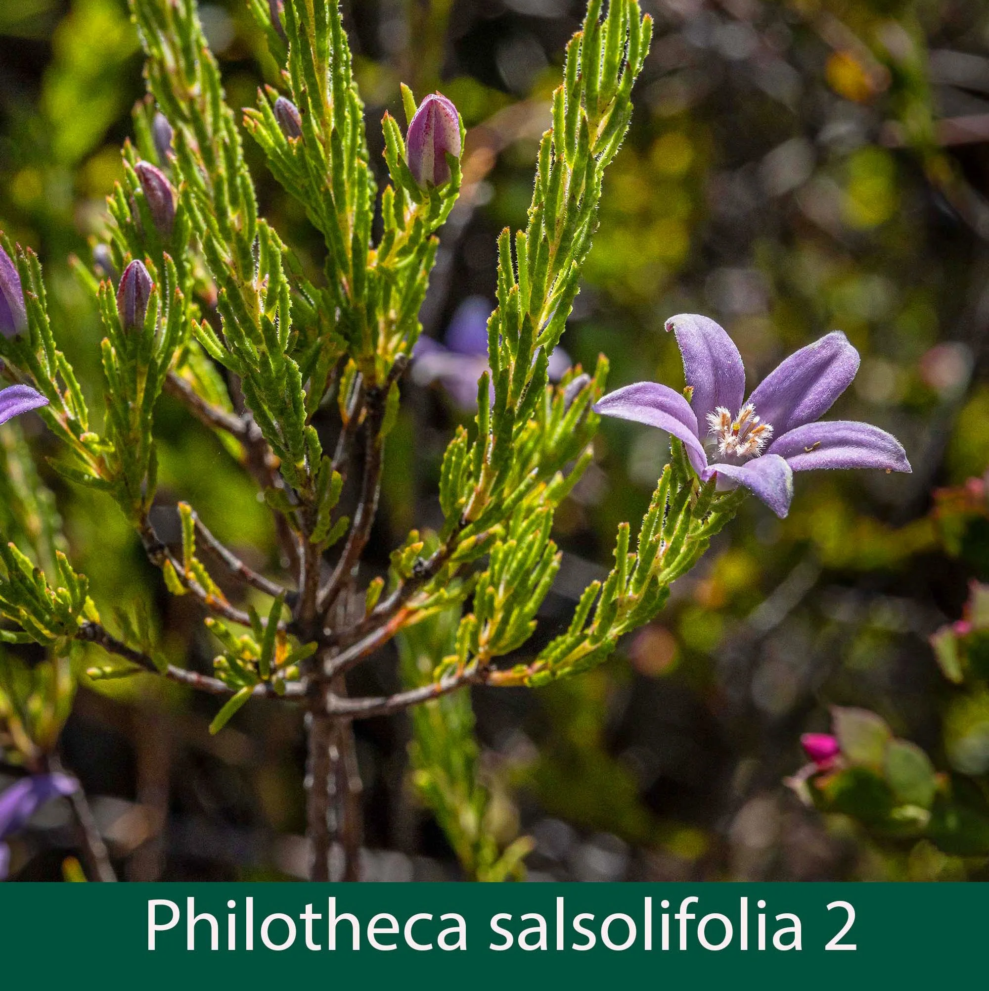 Philotheca salsolifolia 2_.jpg