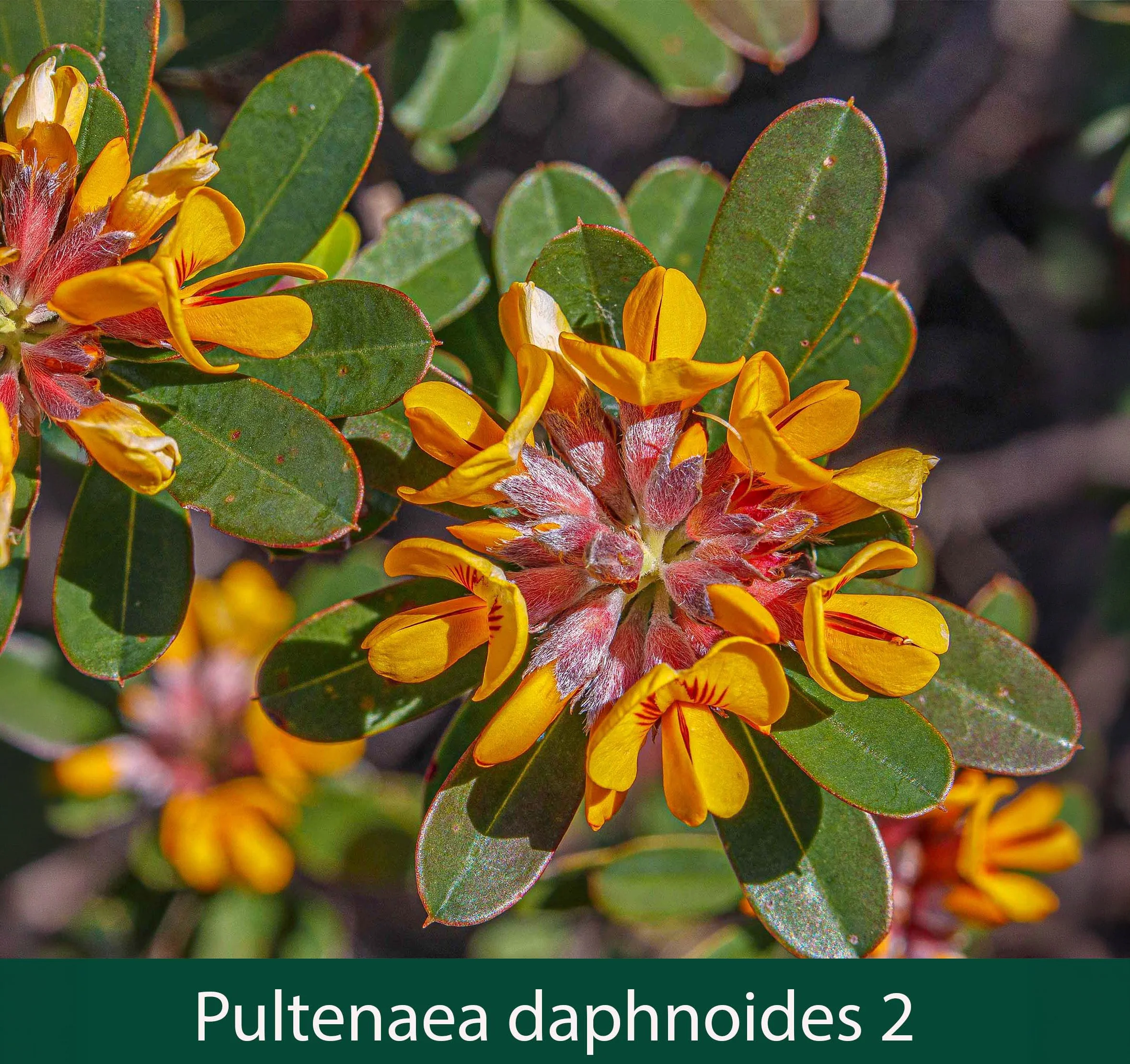 Pultenaea daphnoides 2_.jpg