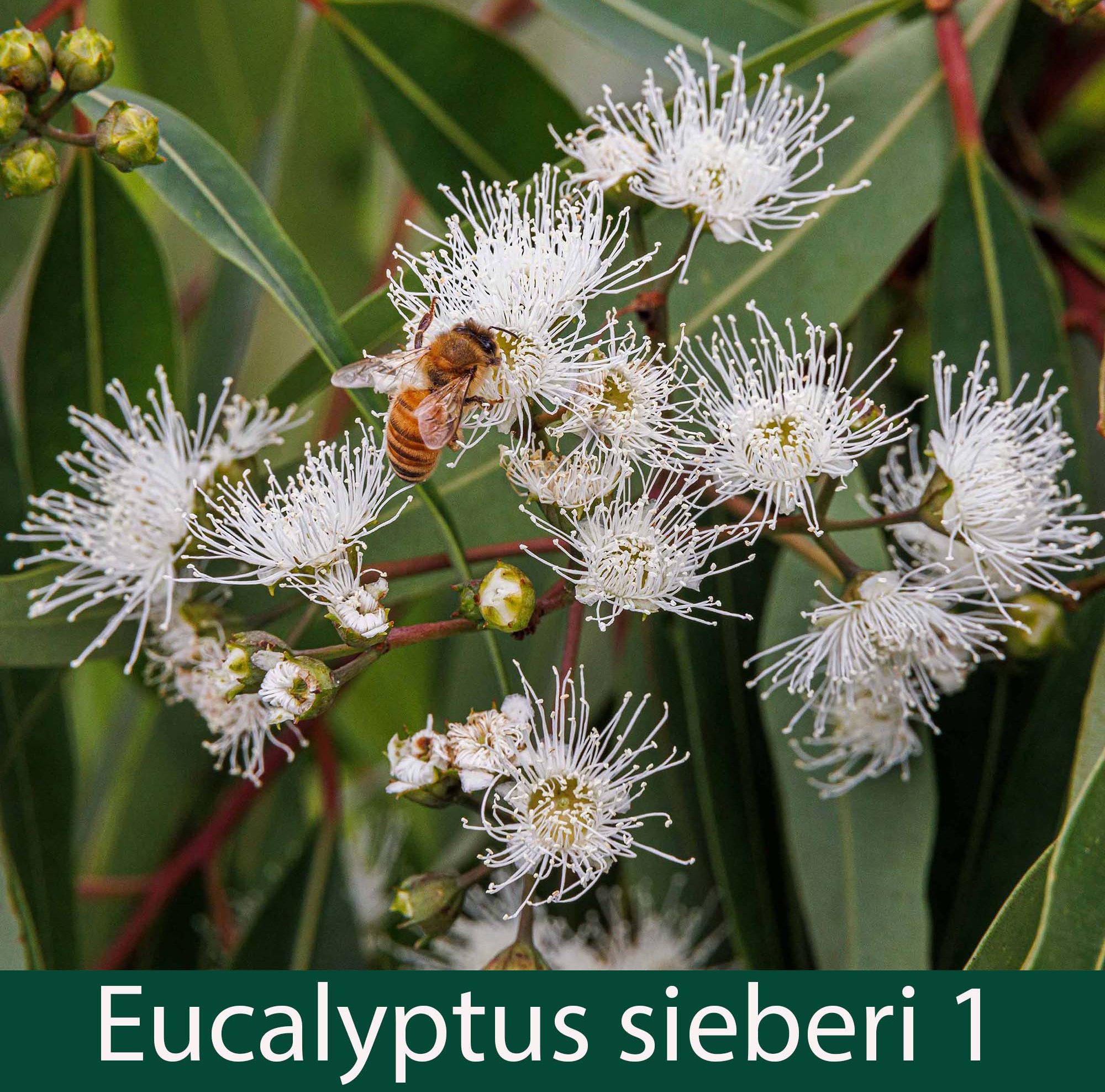 Eucalyptus sieberi  c.jpg
