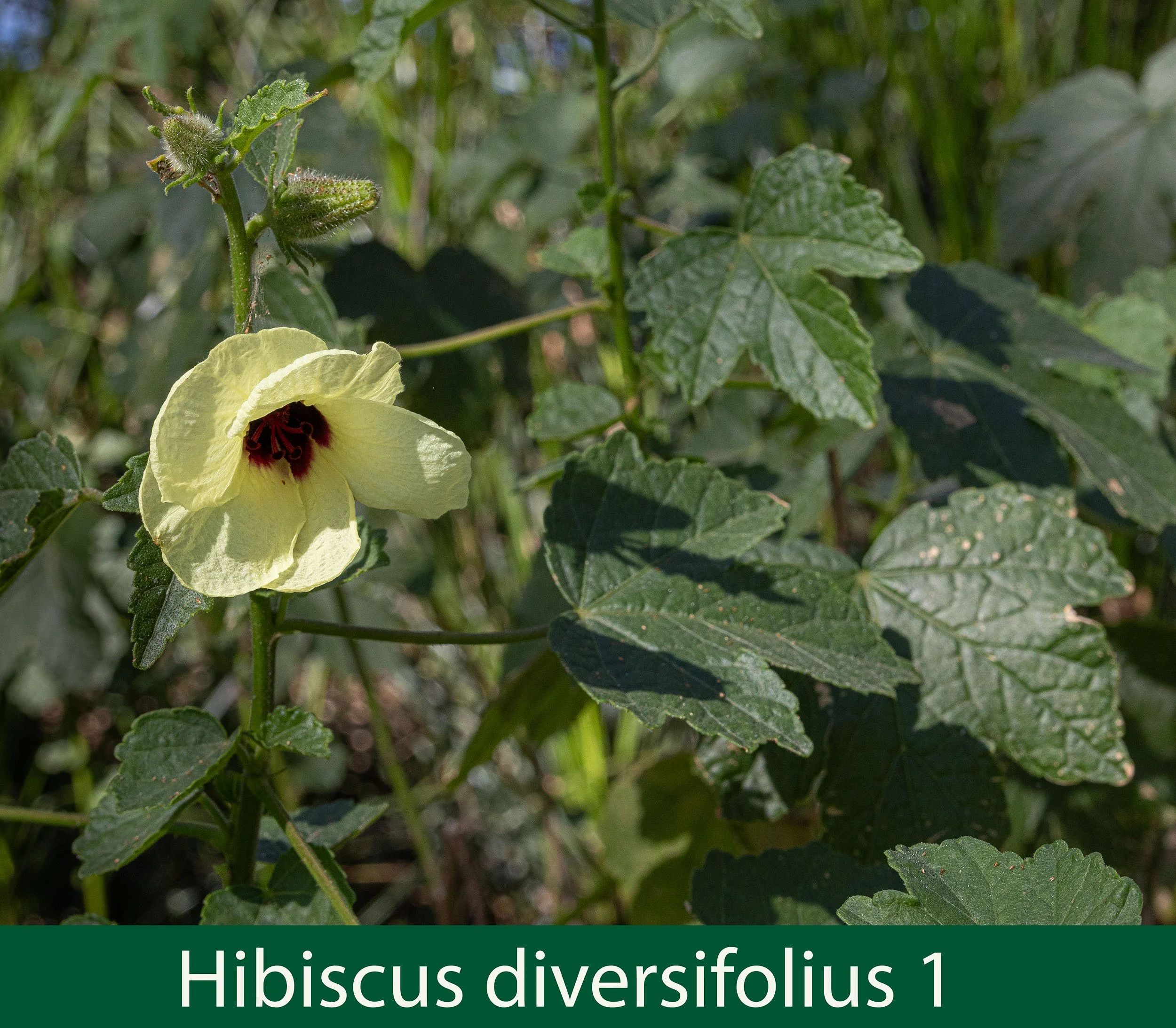 Hibiscus diversifolius 1-261A1149.jpg