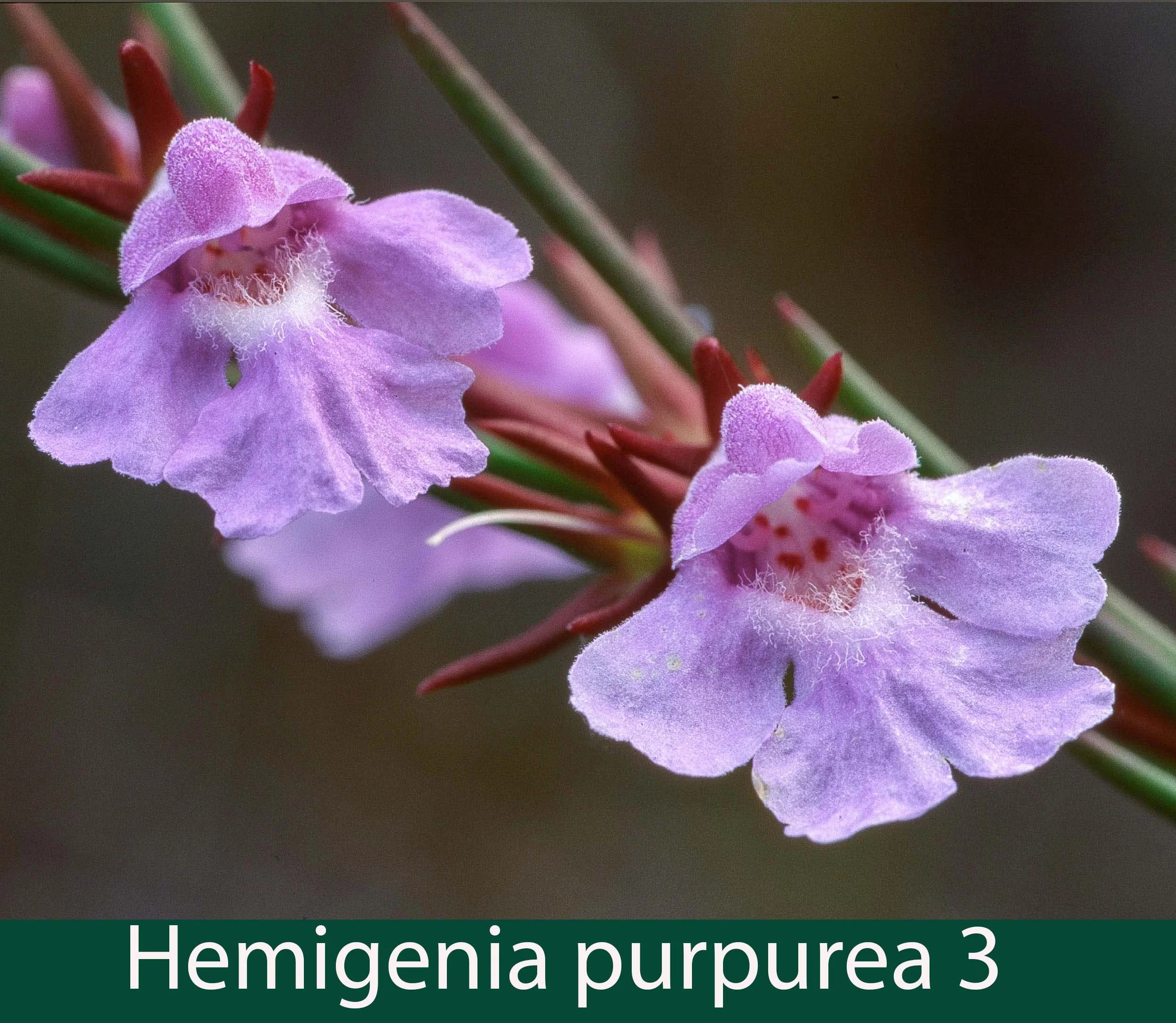 Hemigenia purpurea 3_.jpg