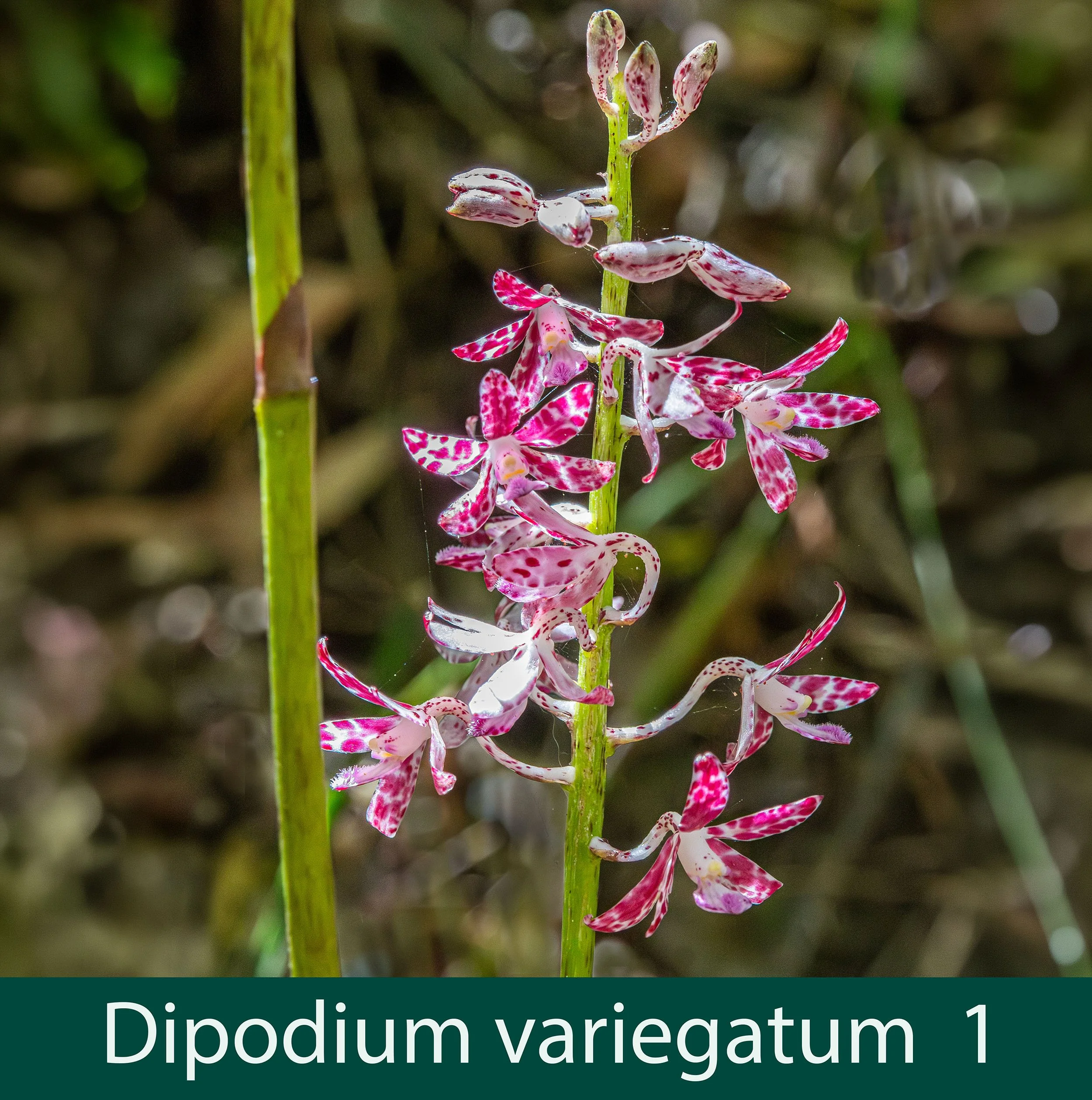 Dipodium variegatum 1 .jpg