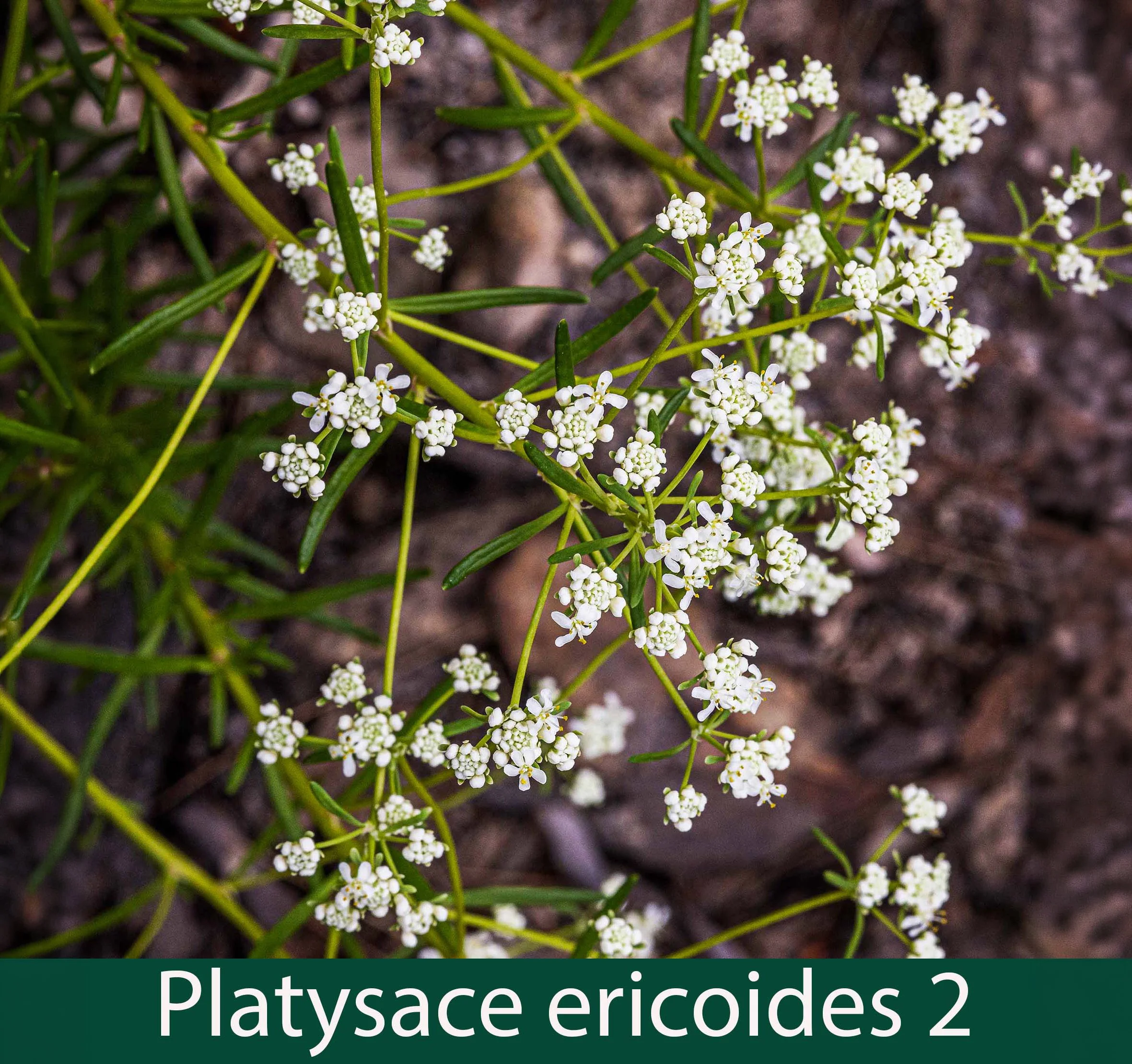 Platysace ericoides 2_.jpg