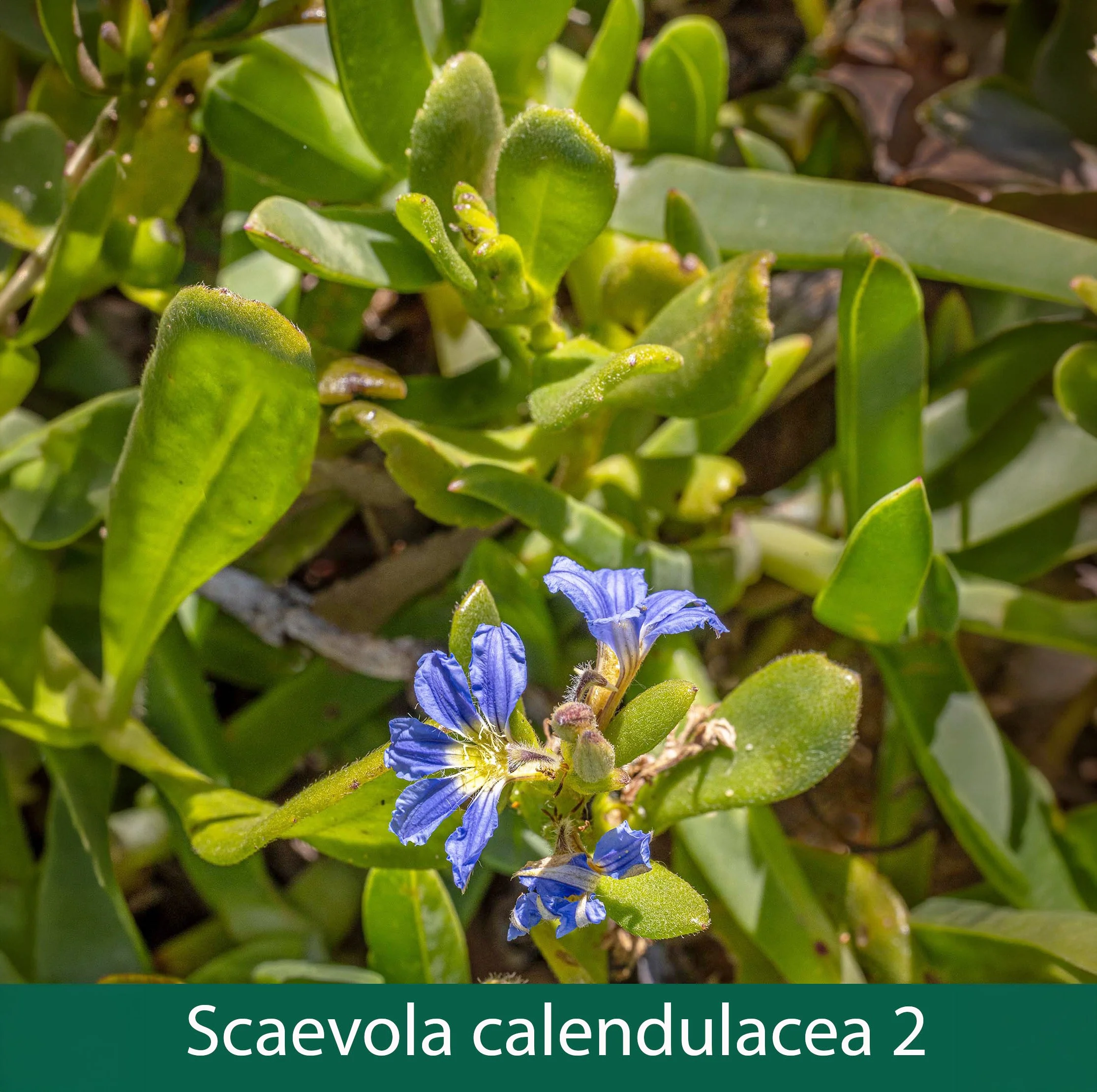 Scaevola calendulacea 2_.jpg