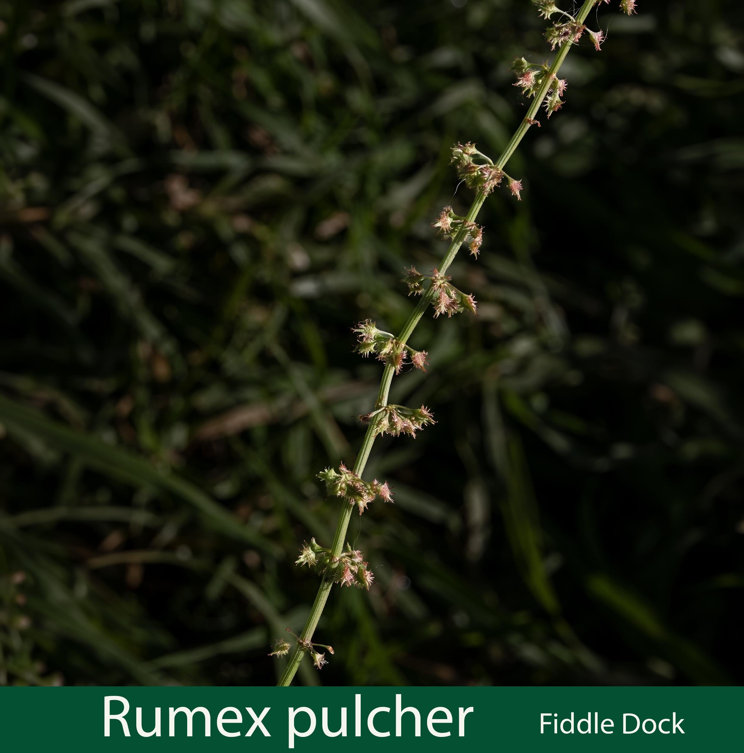 Rumex pulcher-a-Fiddle Dock-261A8127 copy.jpg