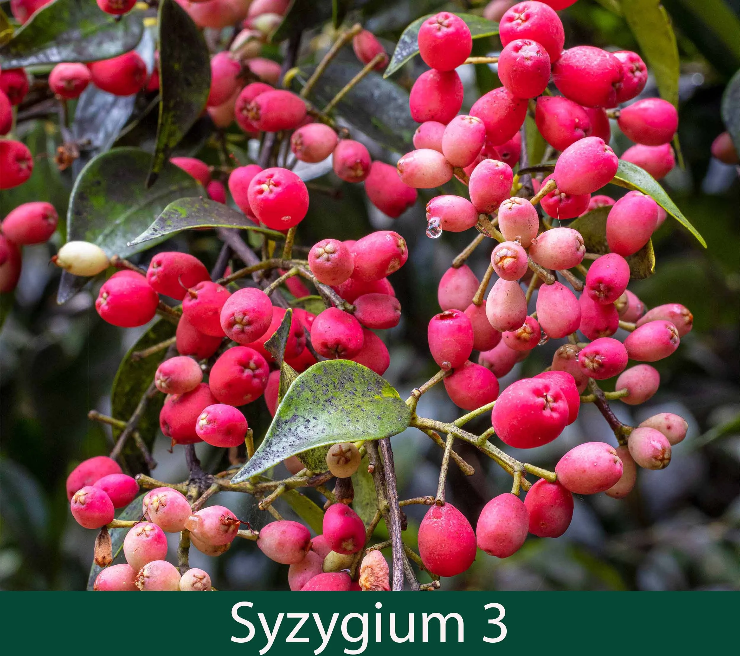 Syzygium sp 3   fruit.jpg