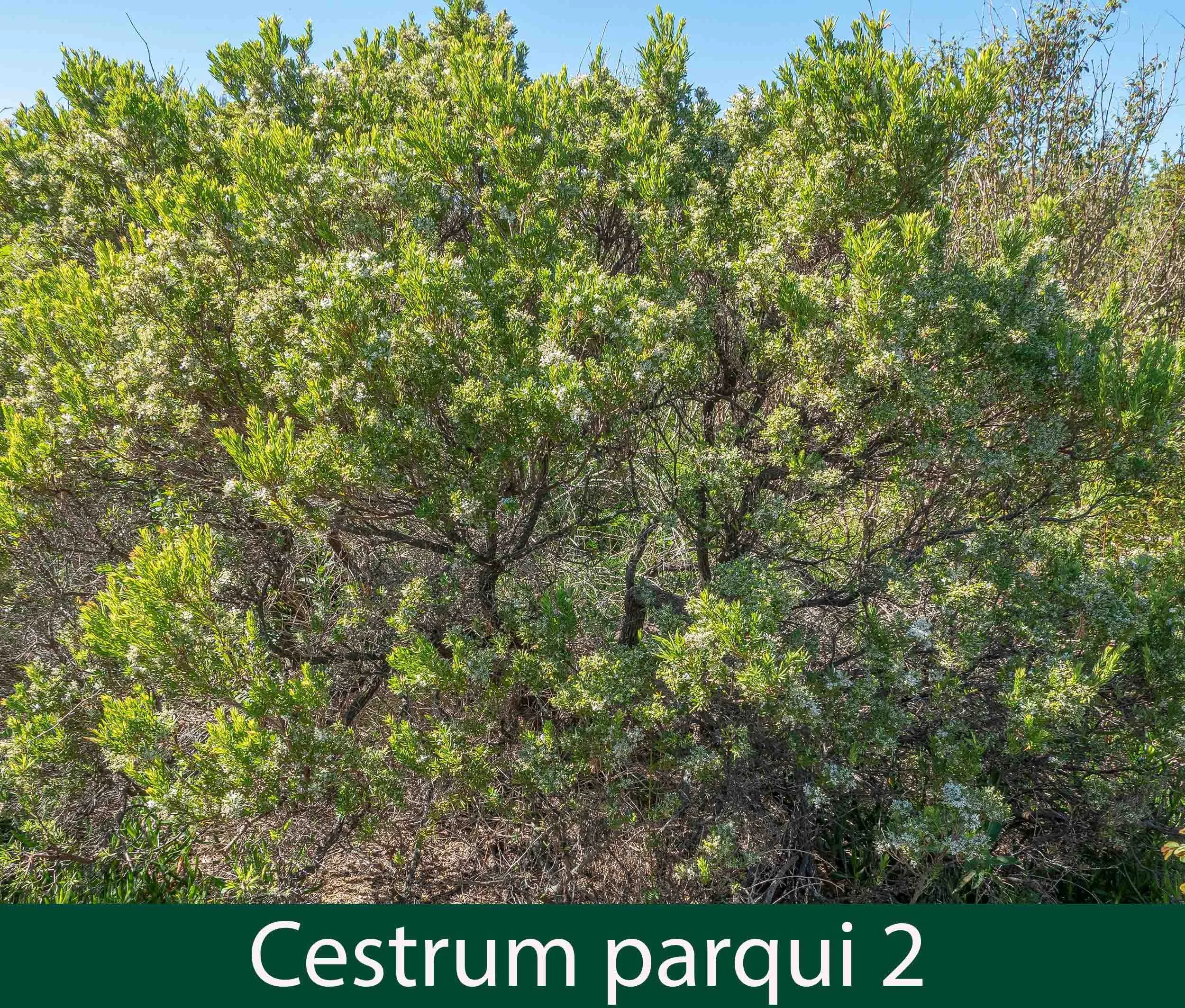 Cestrum parqui 3_.jpg