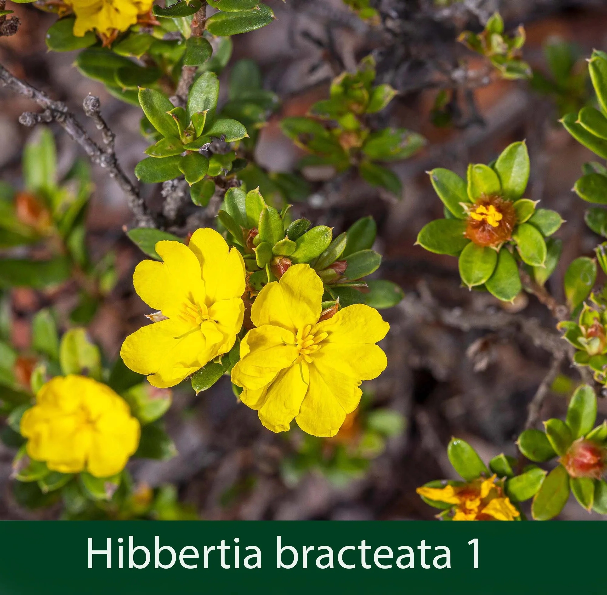 HIbbertia  6_.jpg