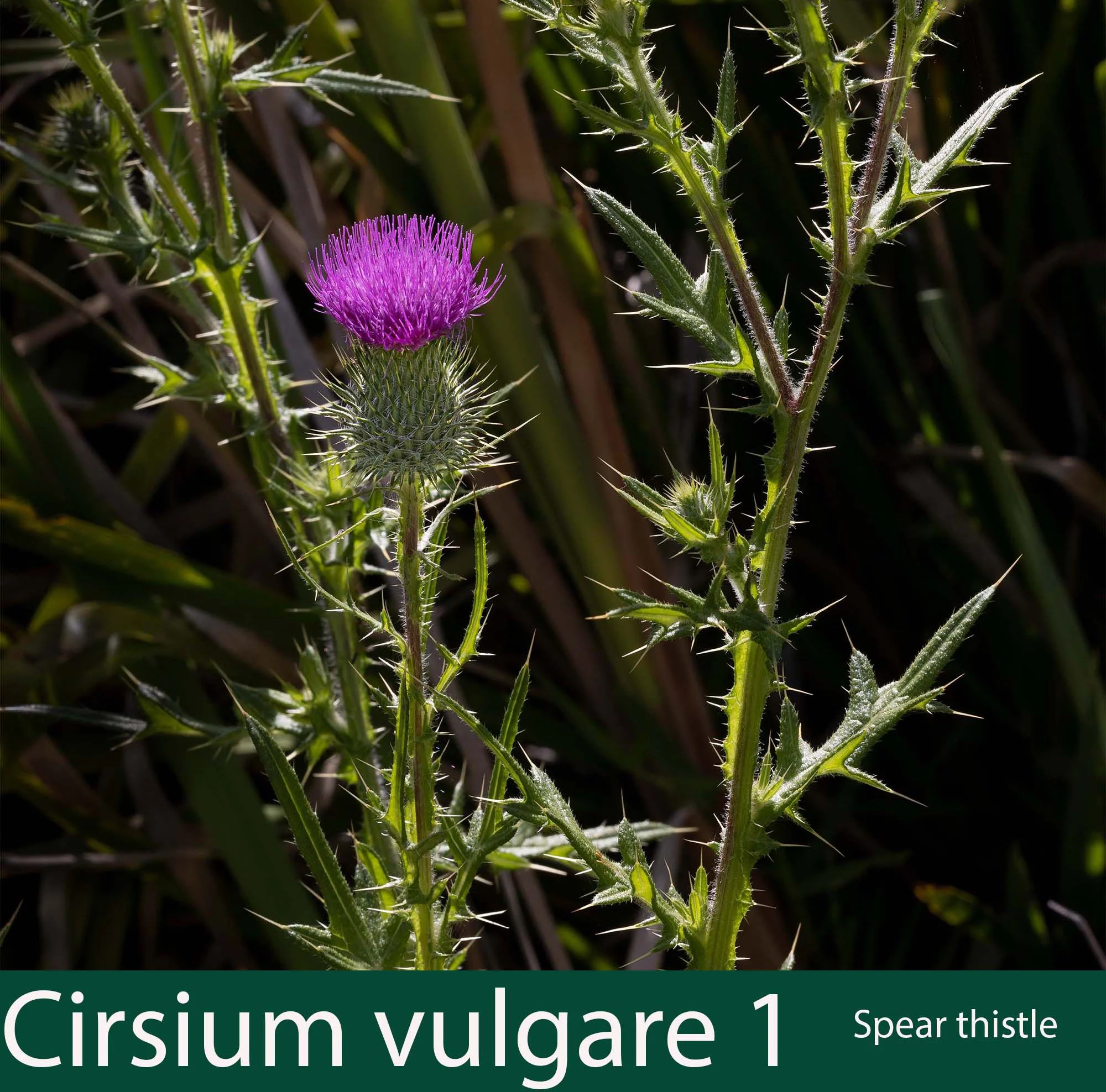 Cirsium vulgare 1   Spear thistle.jpg