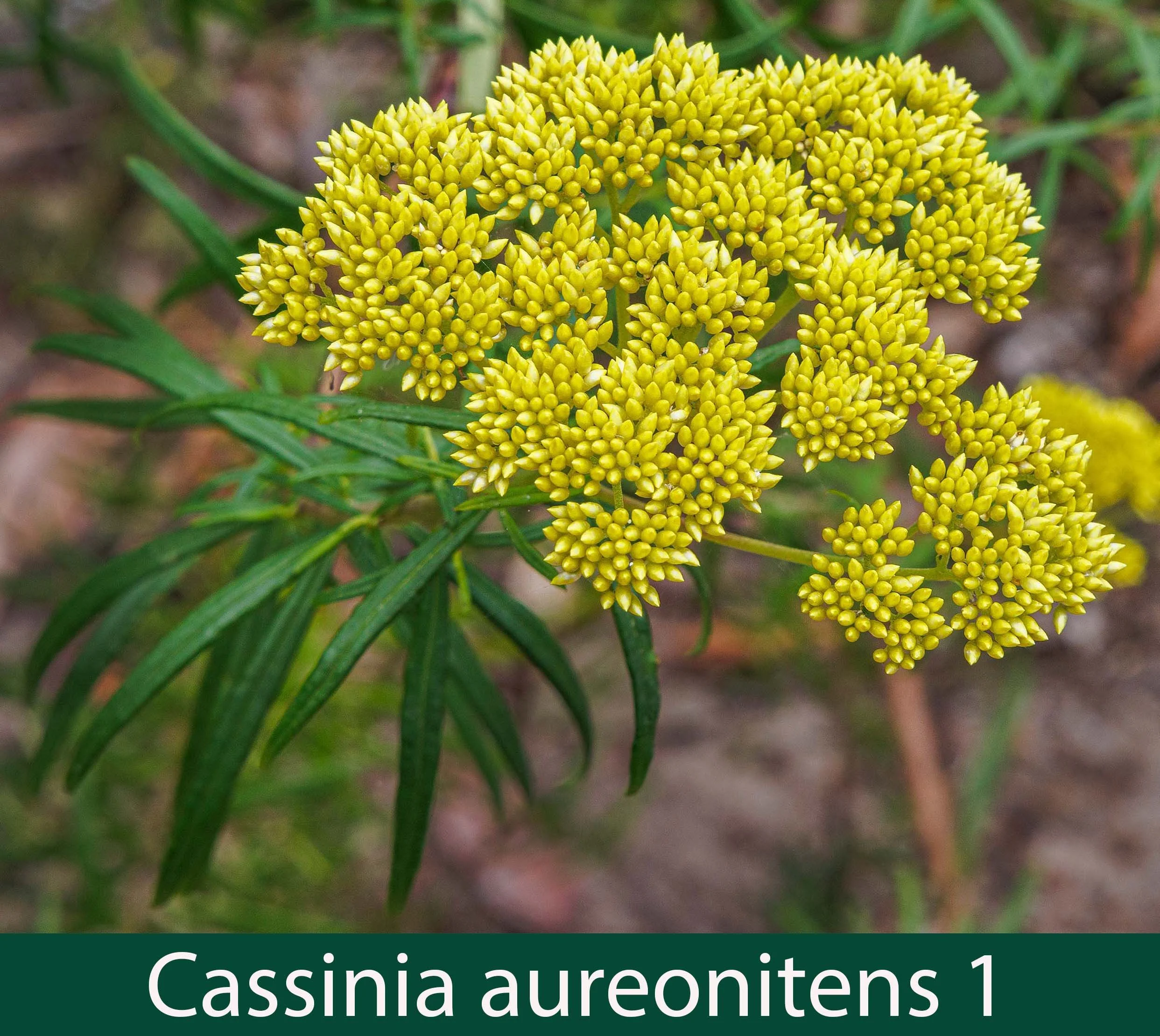 Cassinia aureonitens 1  Yellow Cassinia.jpg