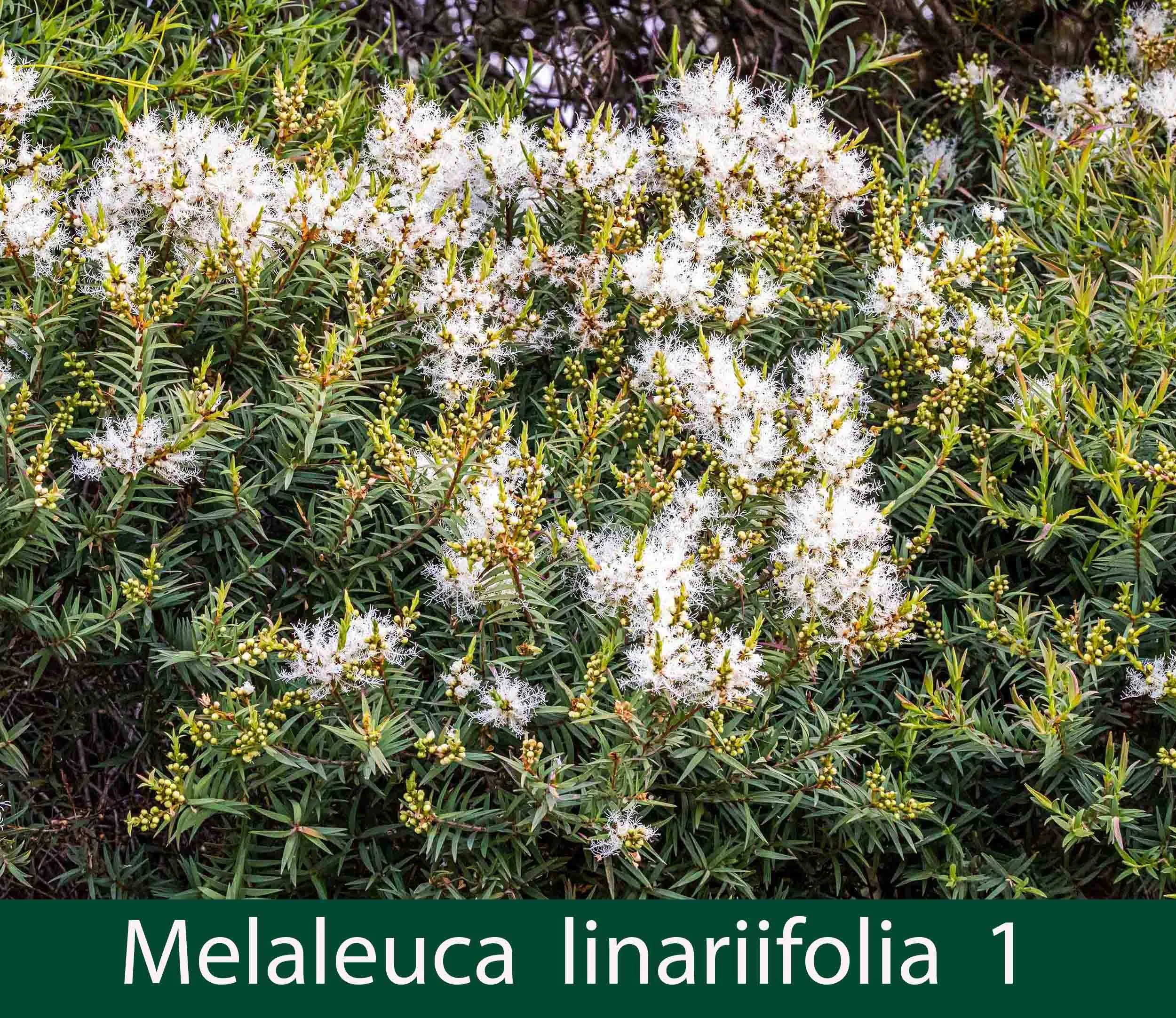 Melaleuca linariifolia 1.jpg