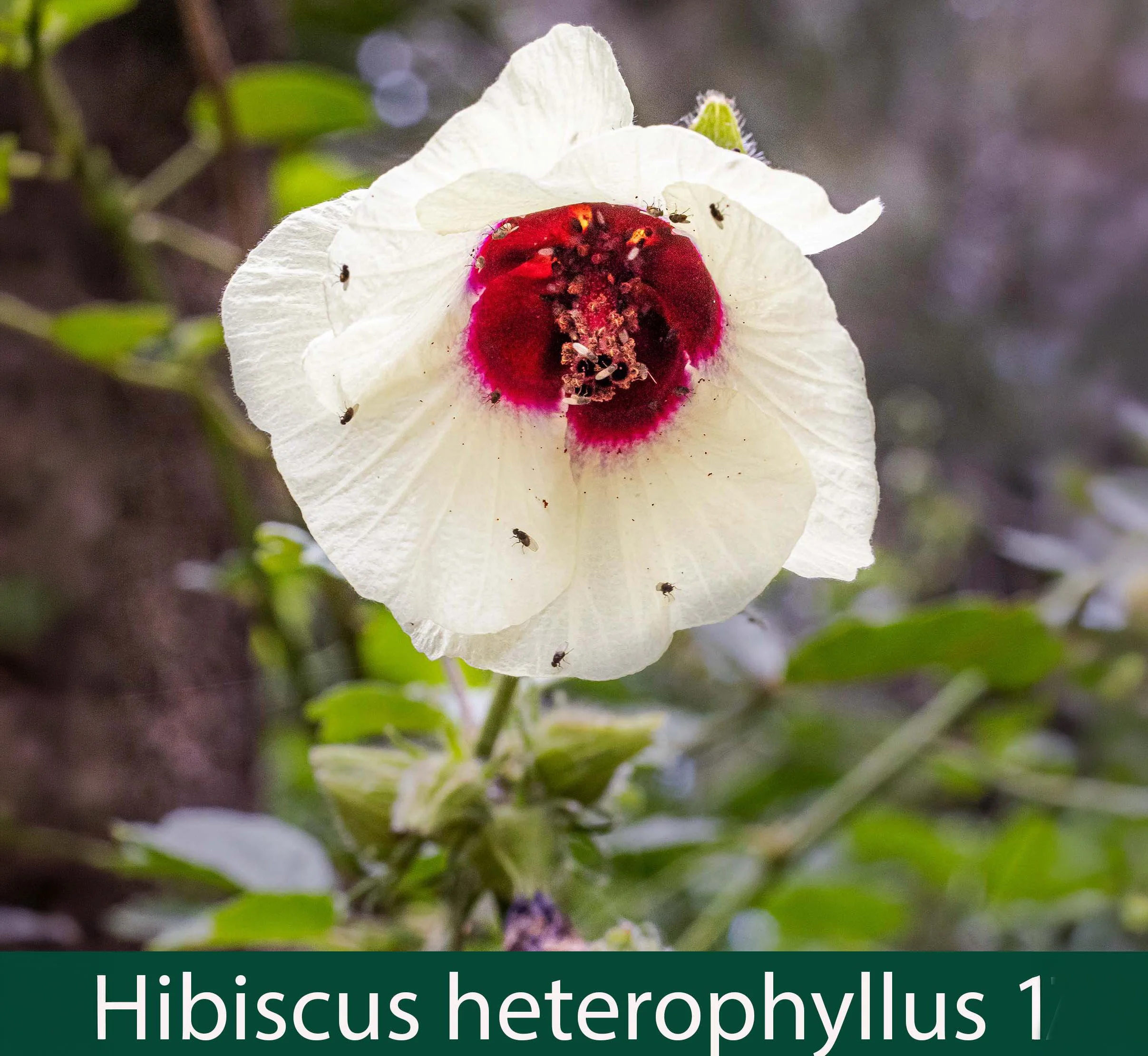 HIbiscus heterophyllus 1_.jpg