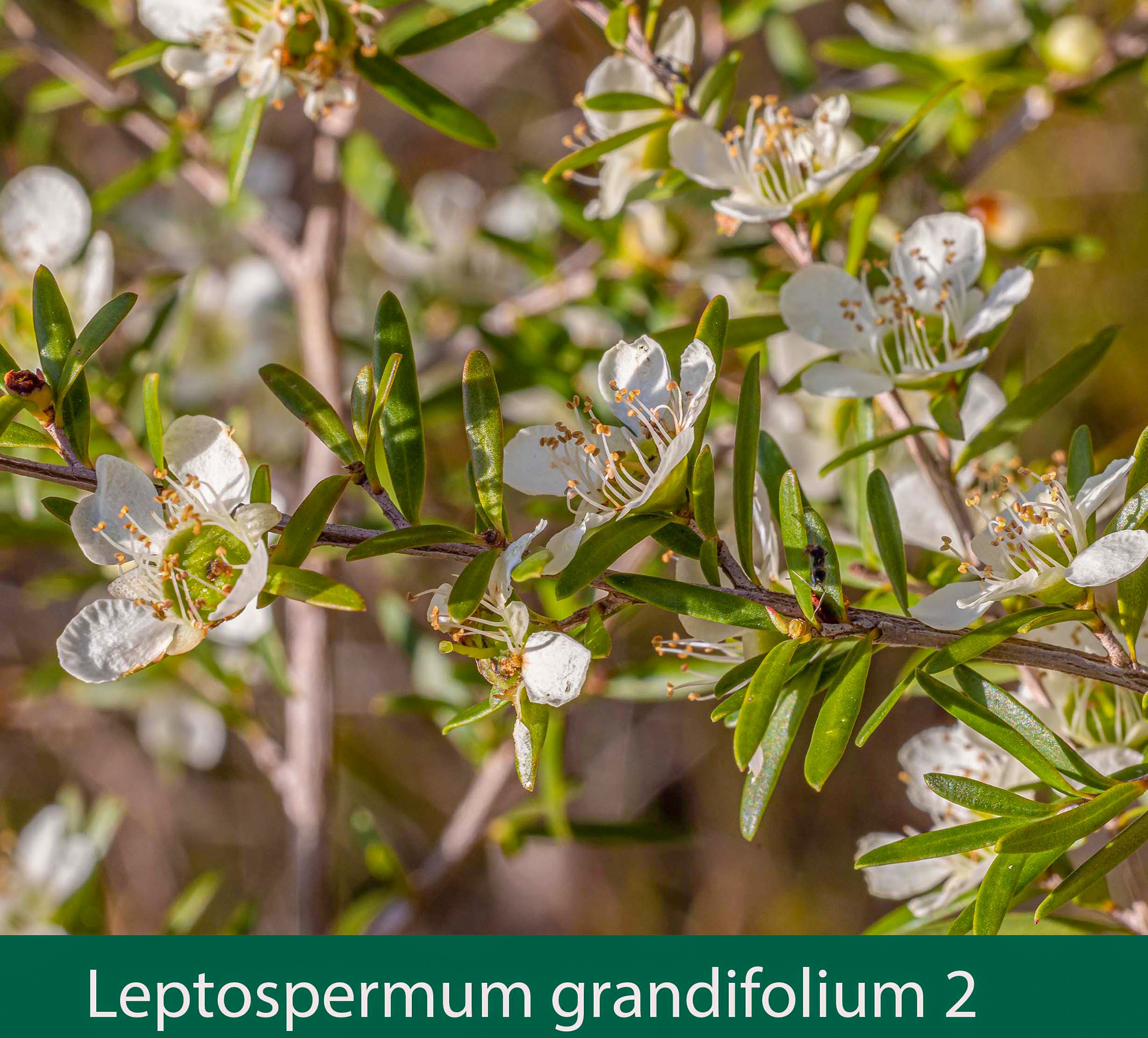Leptospermum grandifolium 1_.jpg