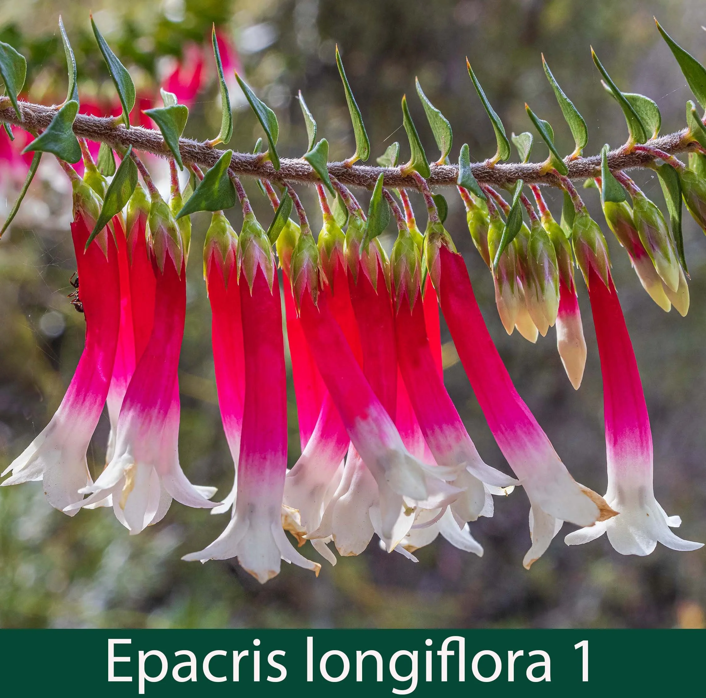 Epacris longiflora 1_.jpg