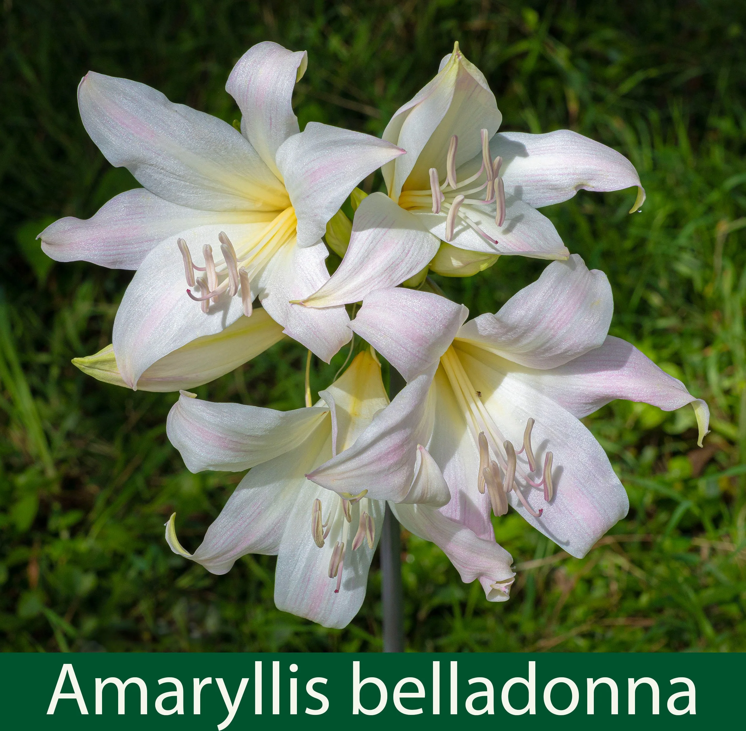 Amaryllis belladonna-a--261A7168_.jpg