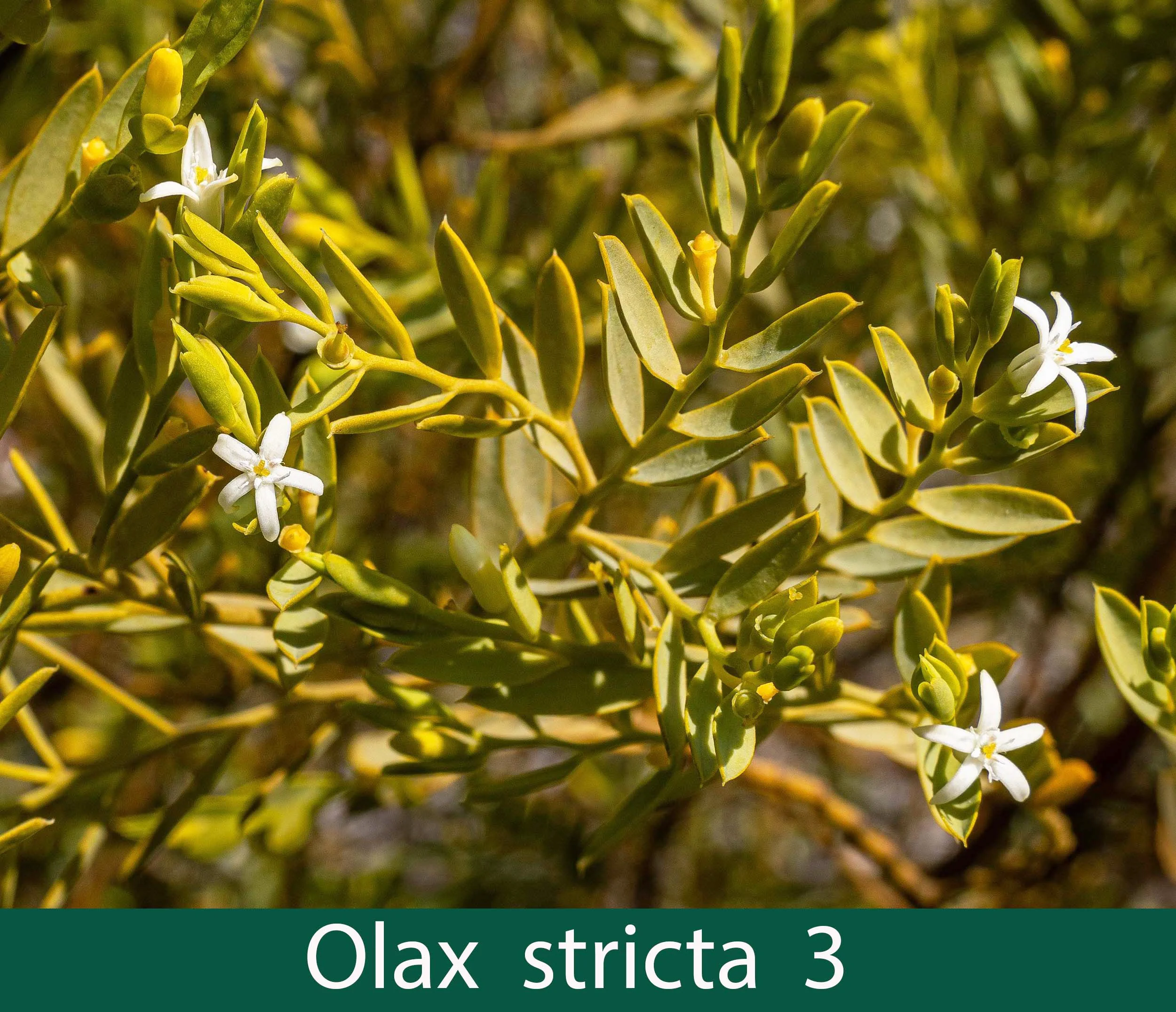 Olax stricta  3.jpg