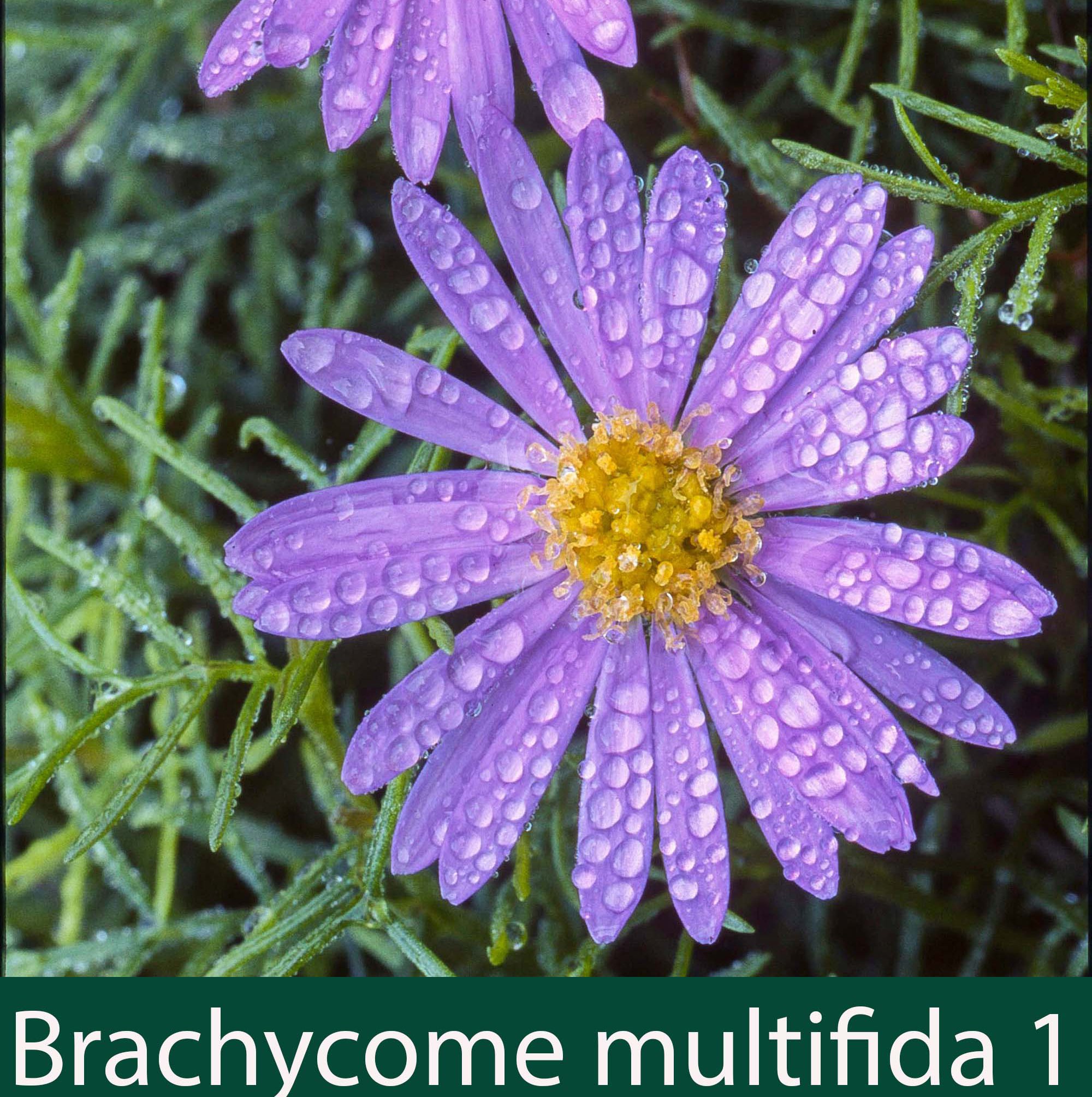 Brachycome multifida 1_.jpg