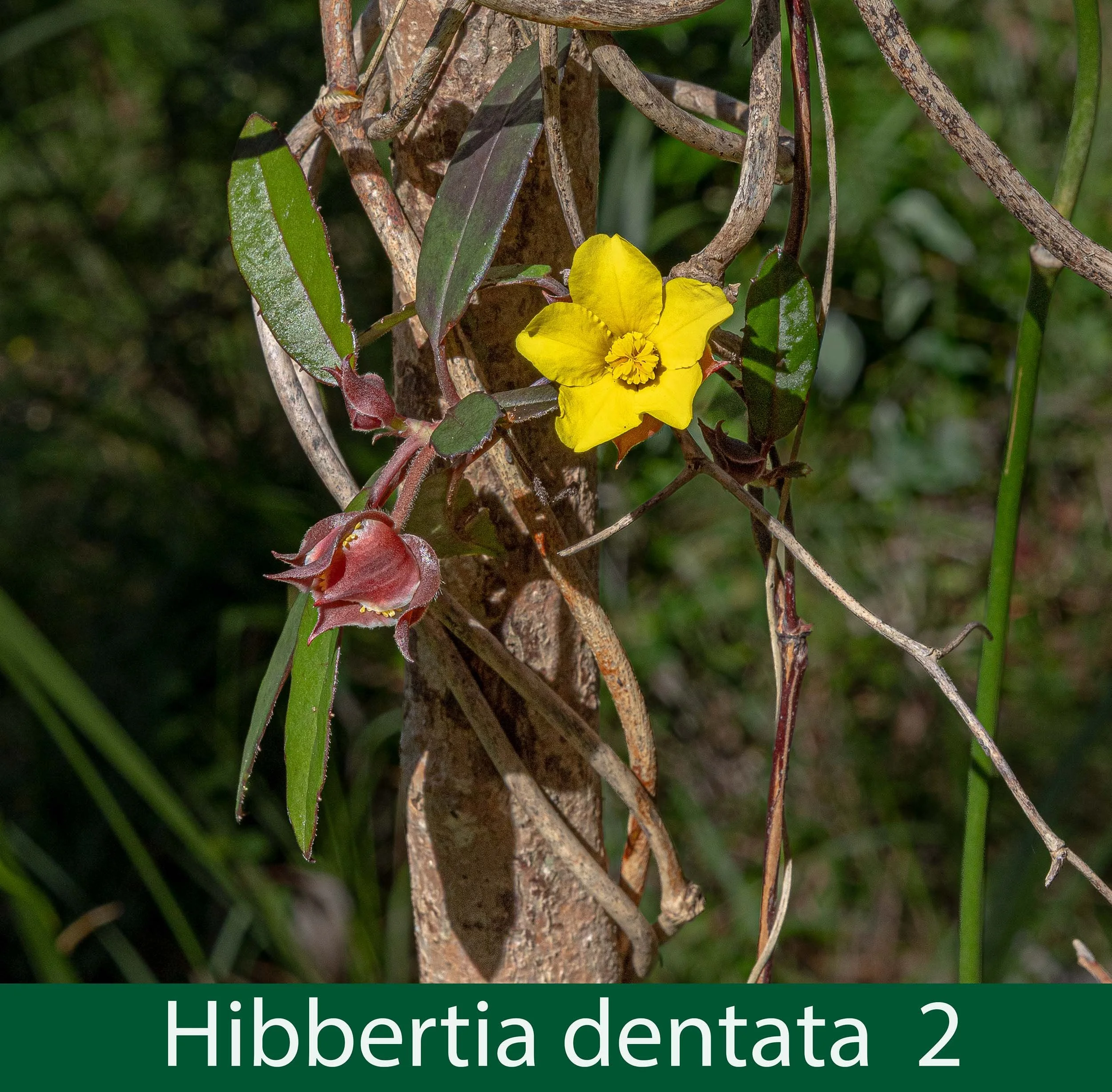 Hibbertia dentata 2  .jpg