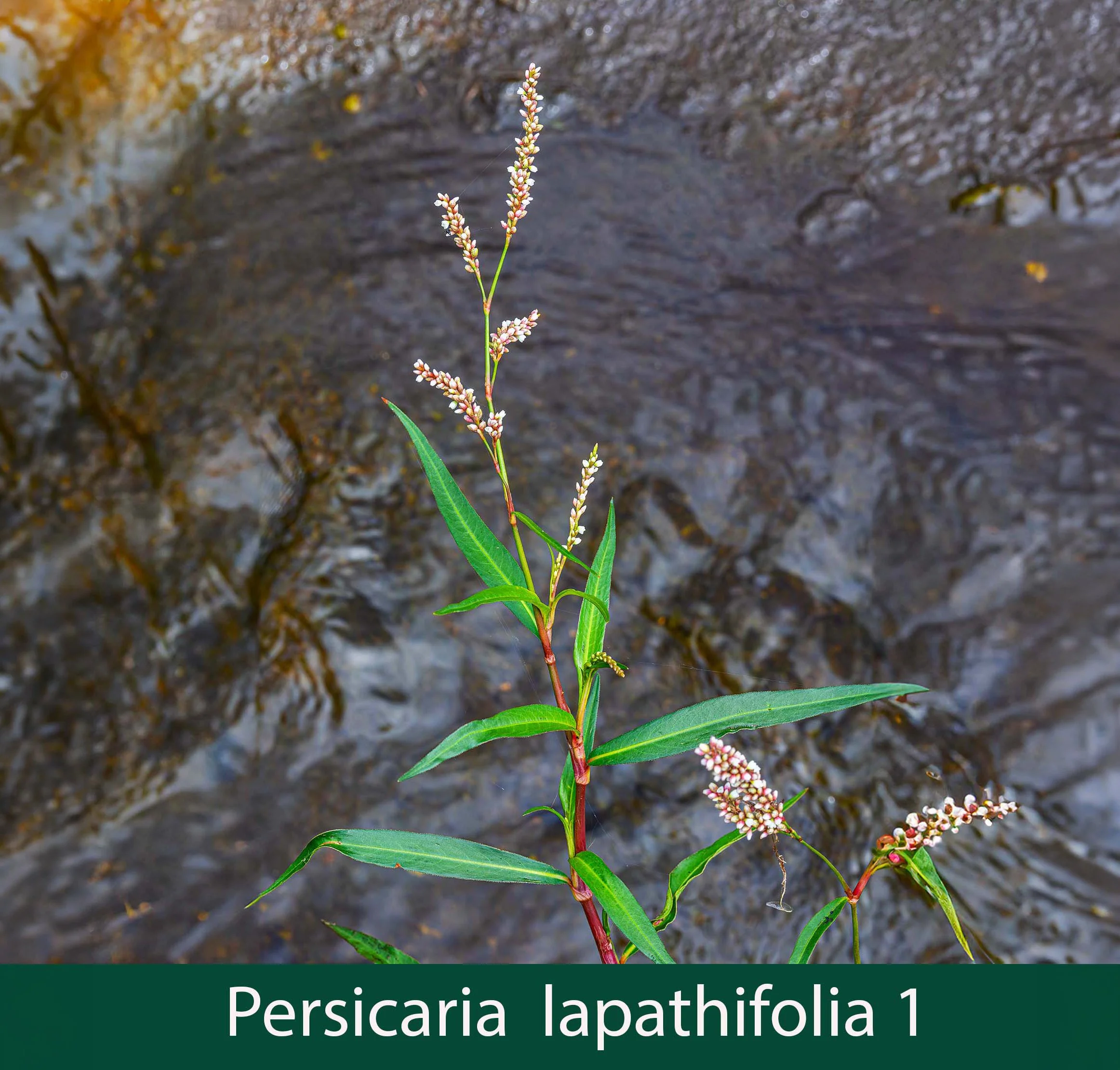 Persicaria lapathifolia 1.jpg