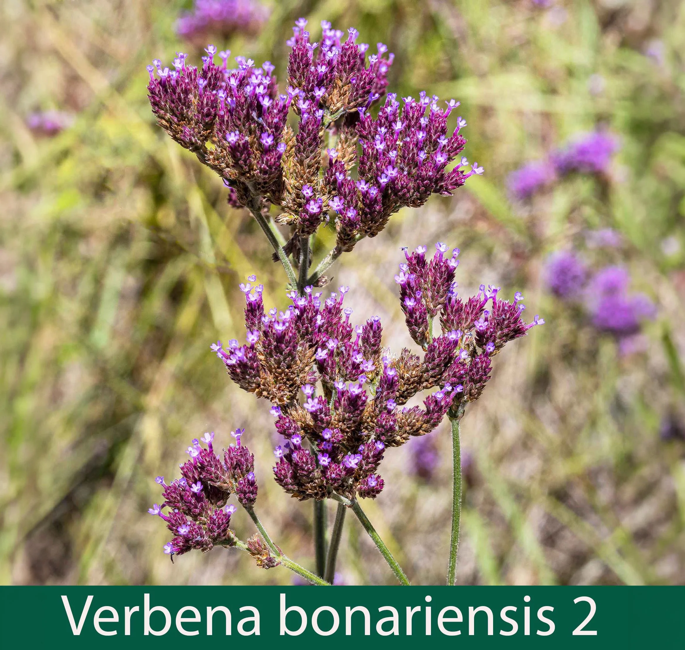 Verbena bonariensis Purple Top 2.jpg