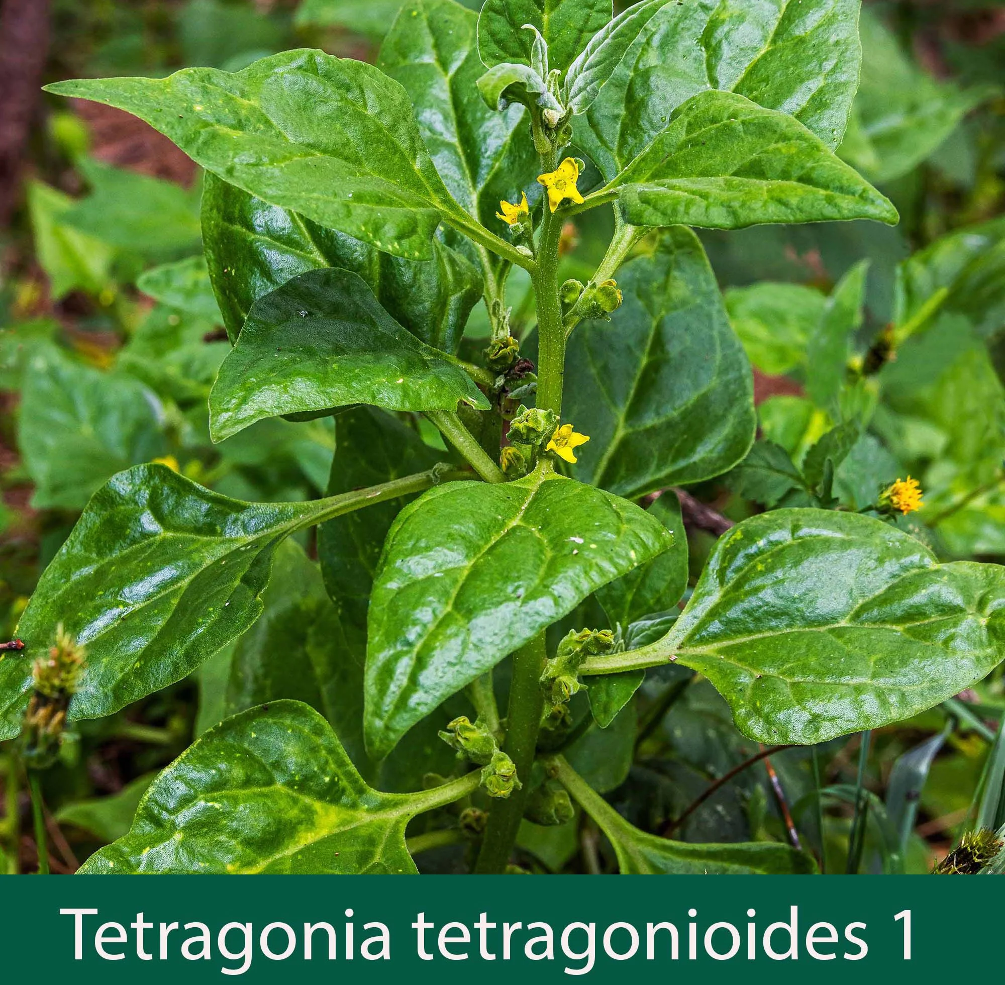 Tetragonia tetragonioides 1 New Zealand spinach_.jpg
