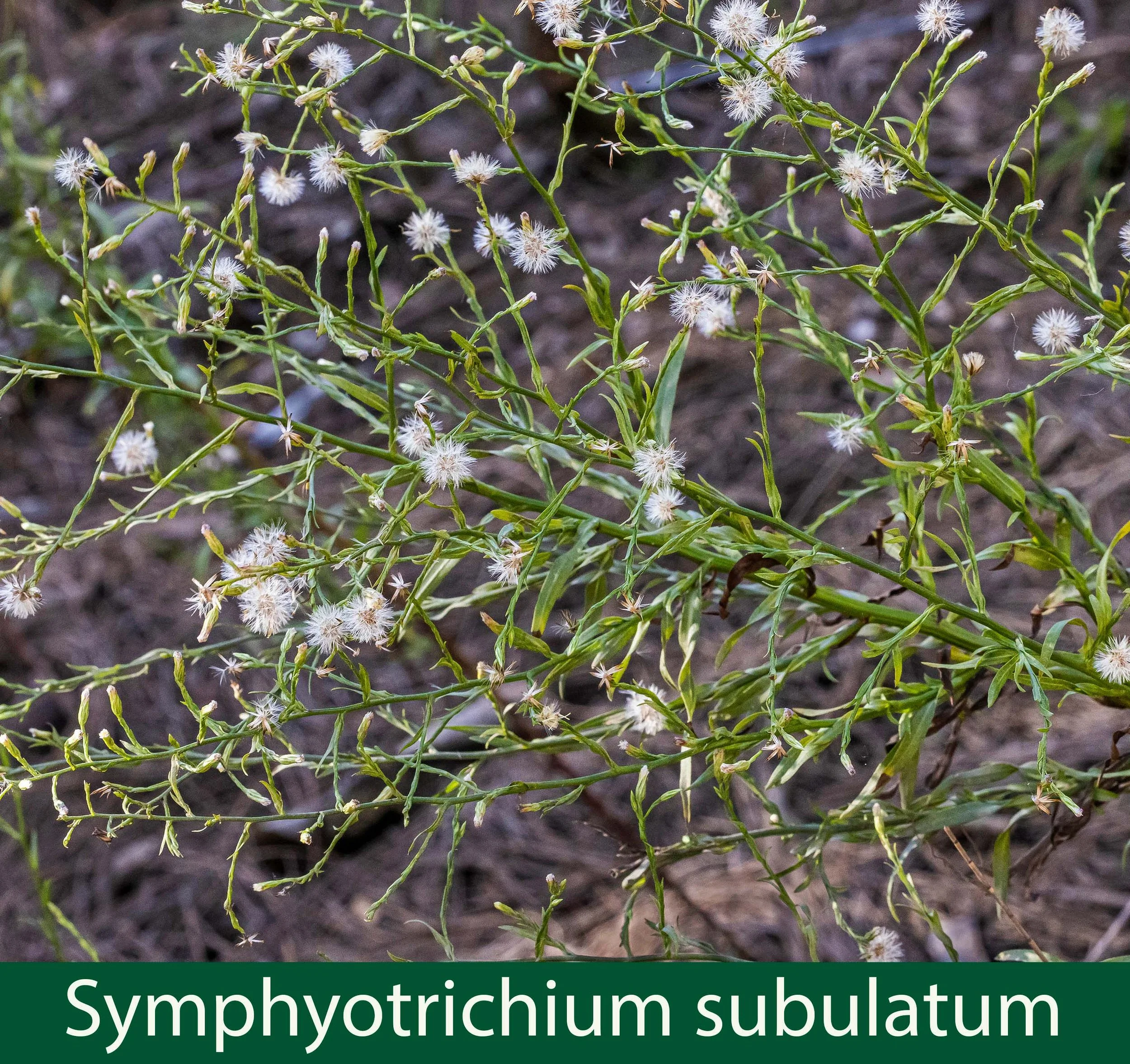 Symphyotrichium subulatum a--.jpg