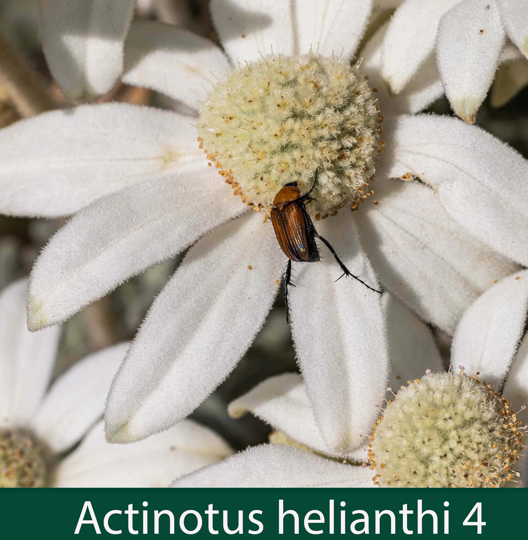 Actinotus helianthi 4_.jpg
