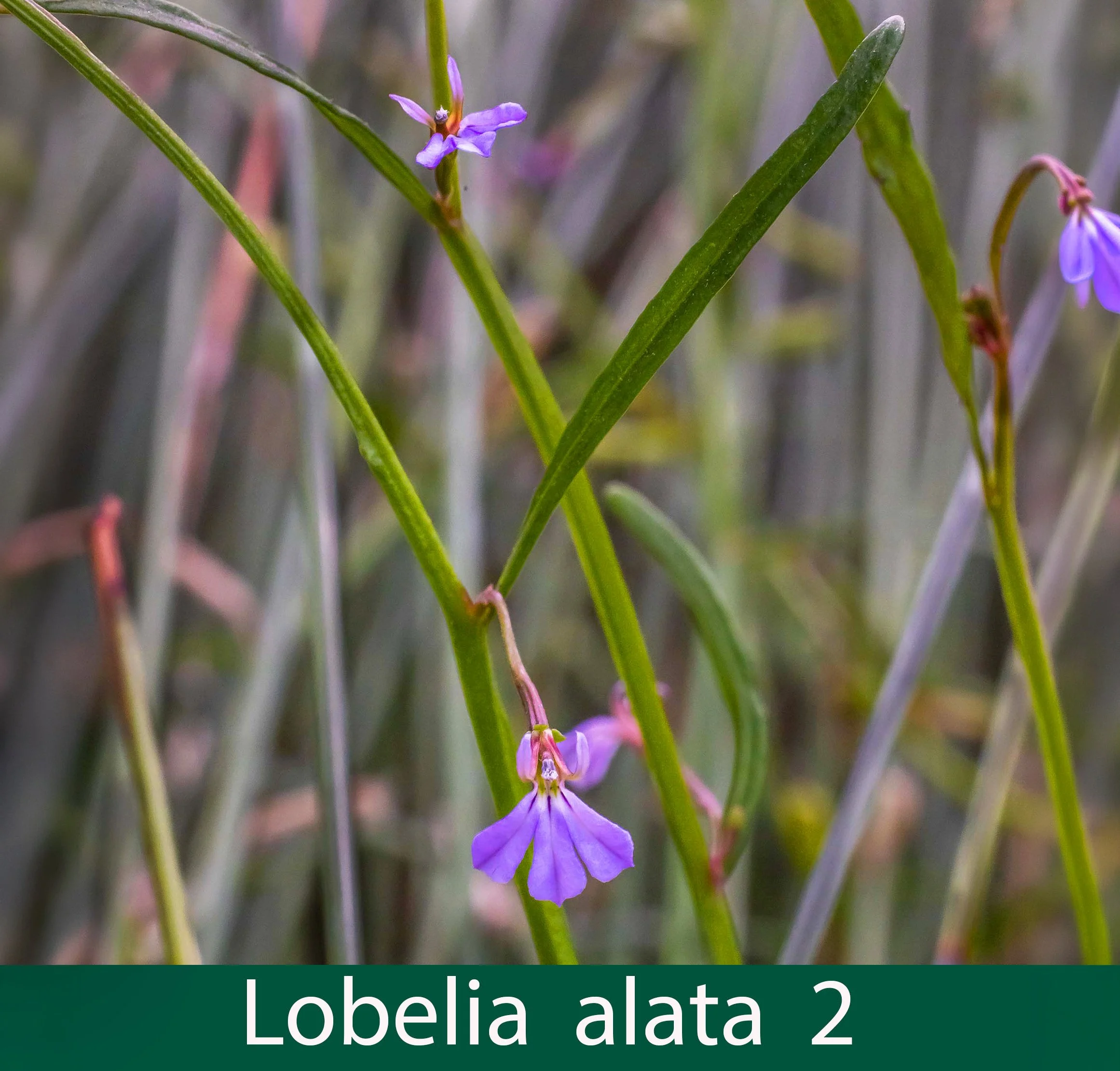 Lobelia alata 2_.jpg