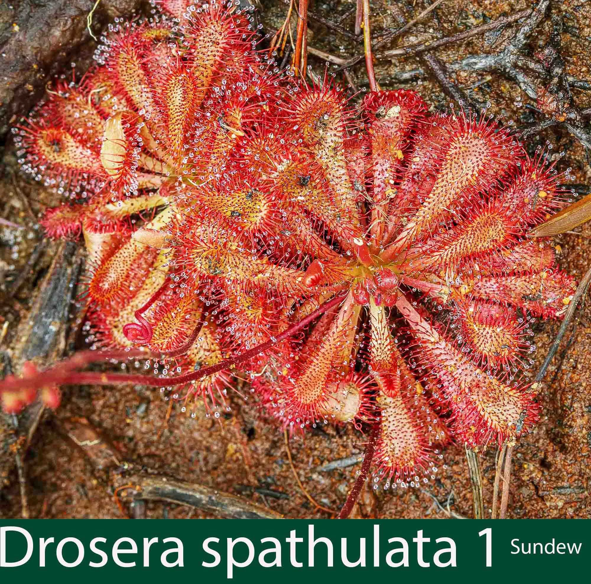Drosera spathulata 1 Sundew.jpg