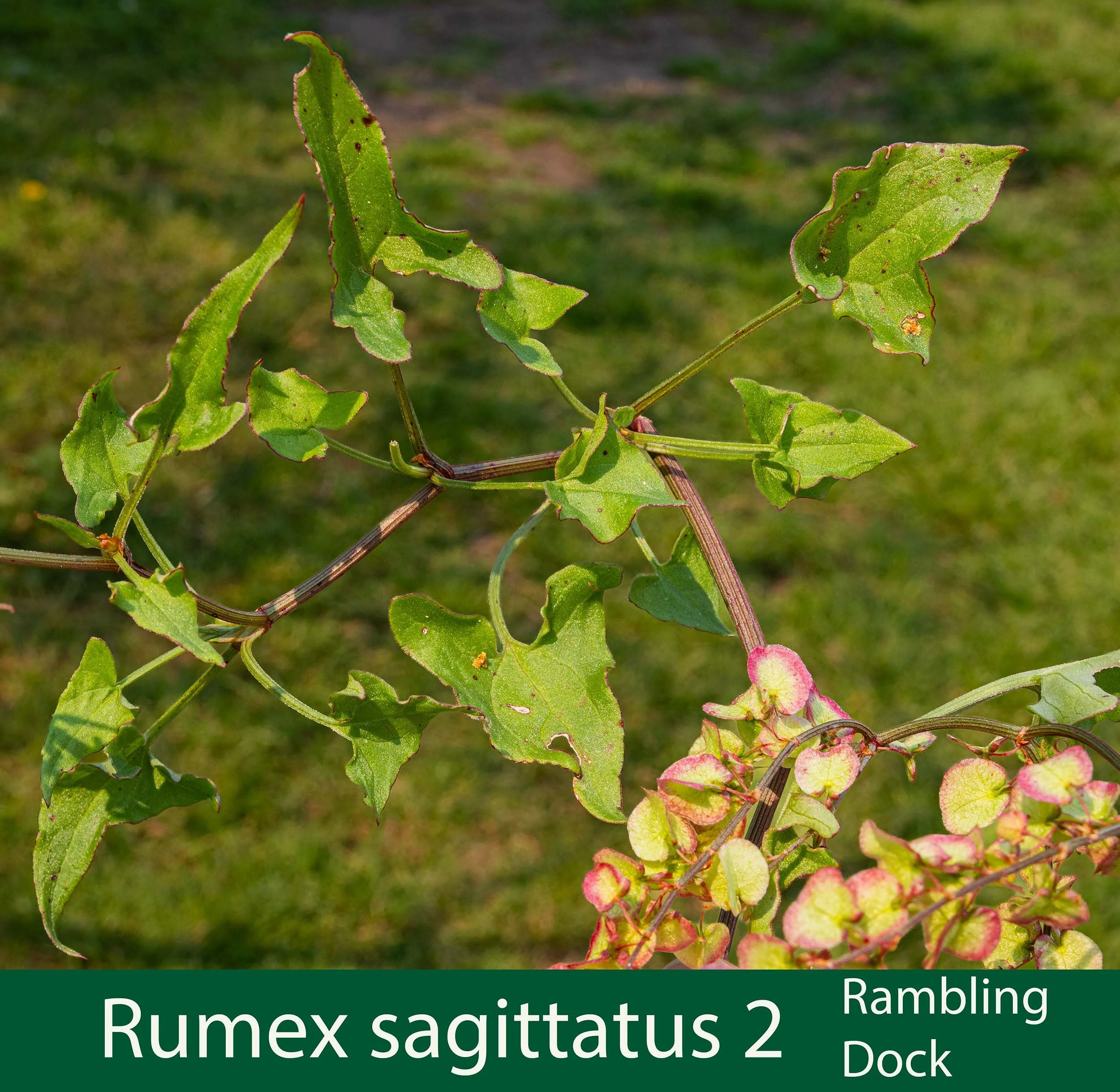 Rumex sagittatus -2- 61A0434-2.jpg