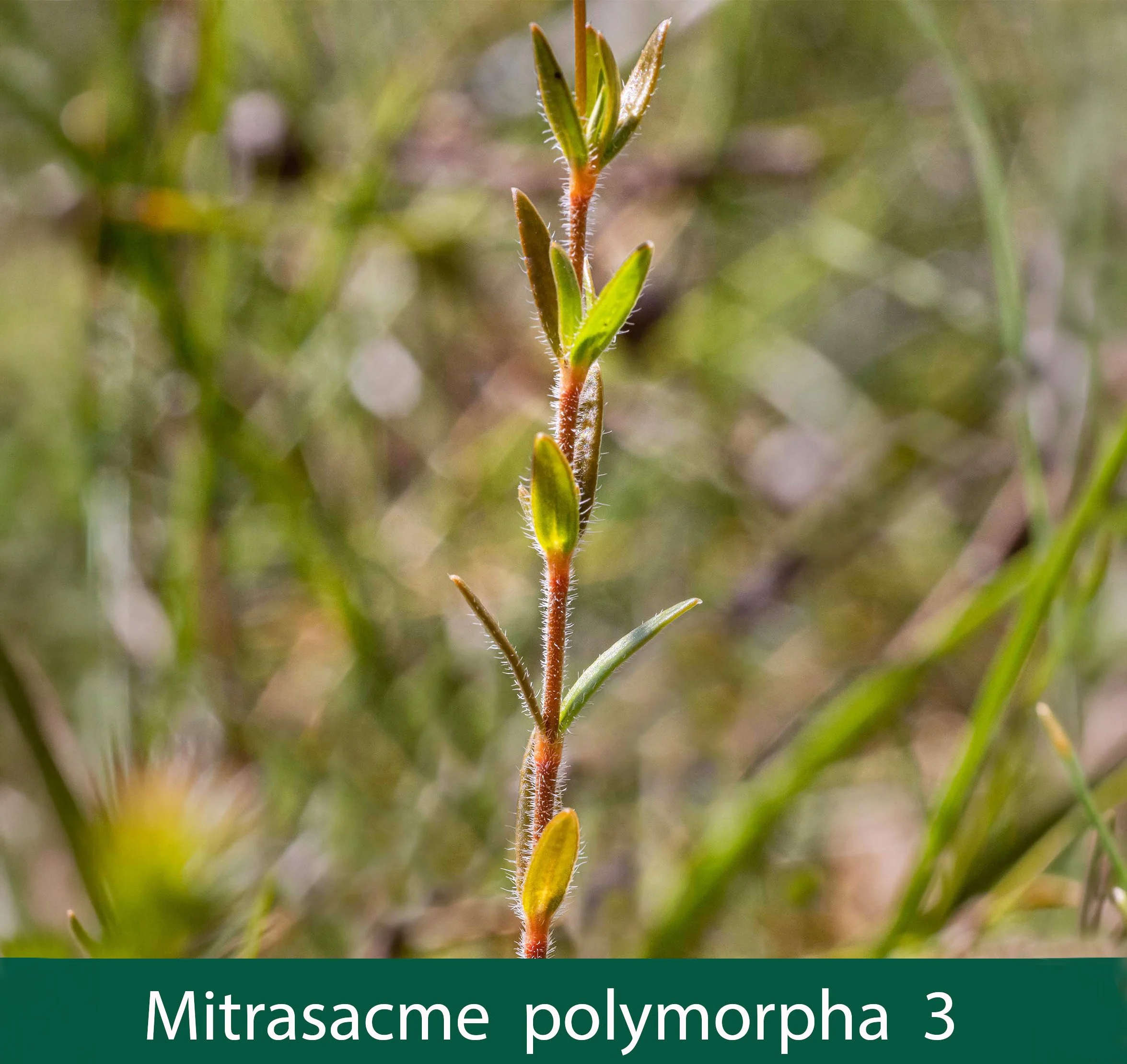 Mitrasacme polymorpha 3   stem and leaves.jpg