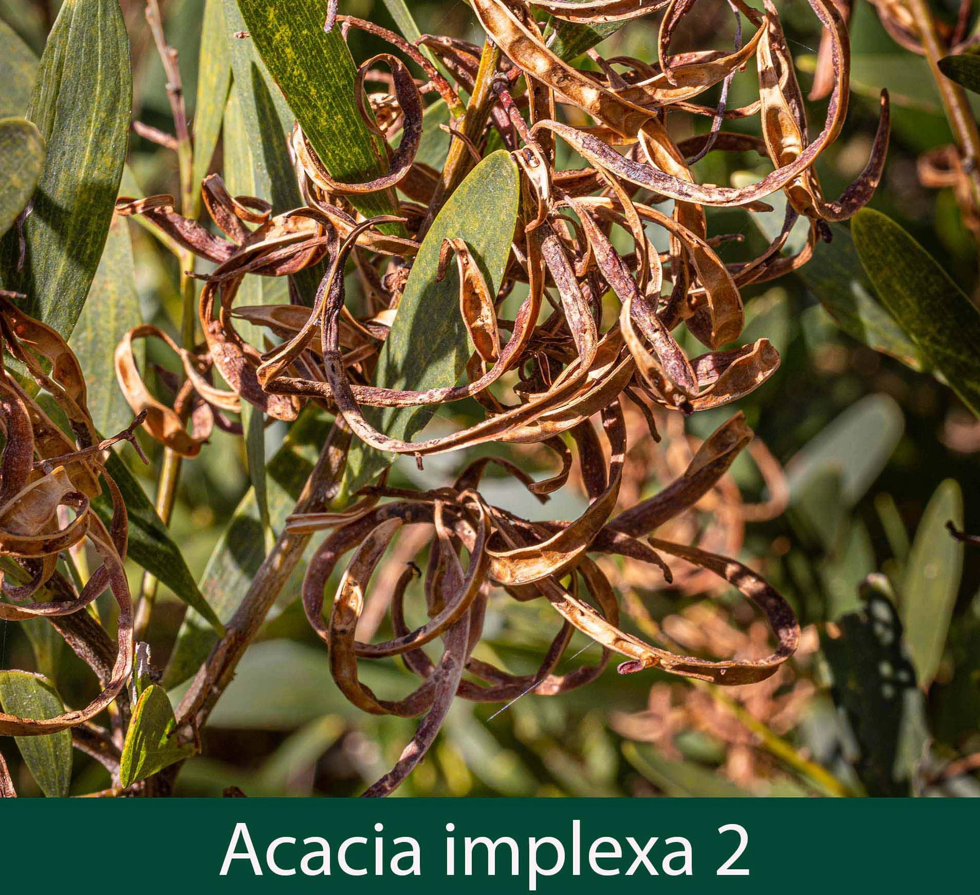 Acacia implexa 2.jpg