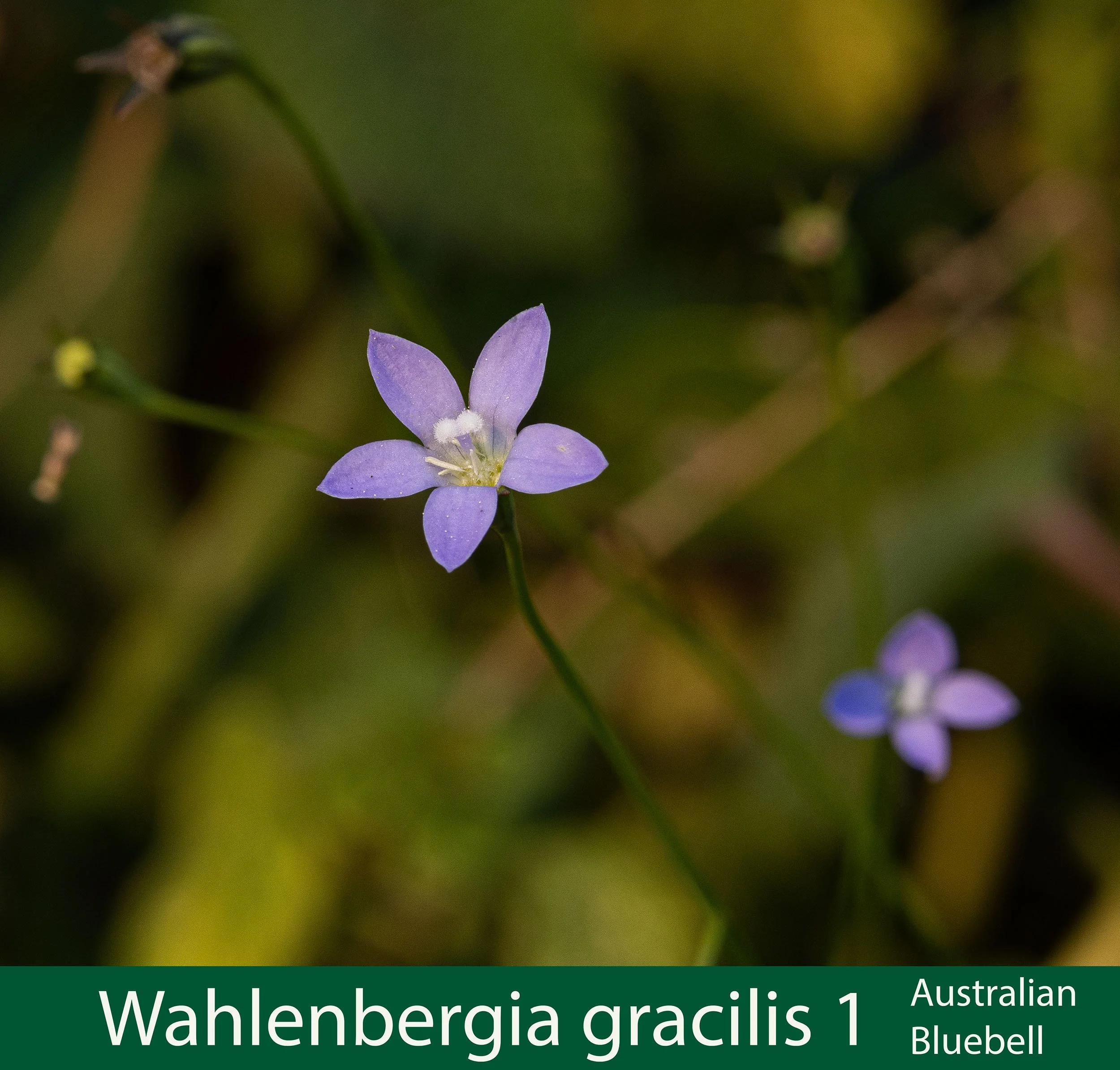 Wahlenbergia gracilis 1- -261A0365.jpg