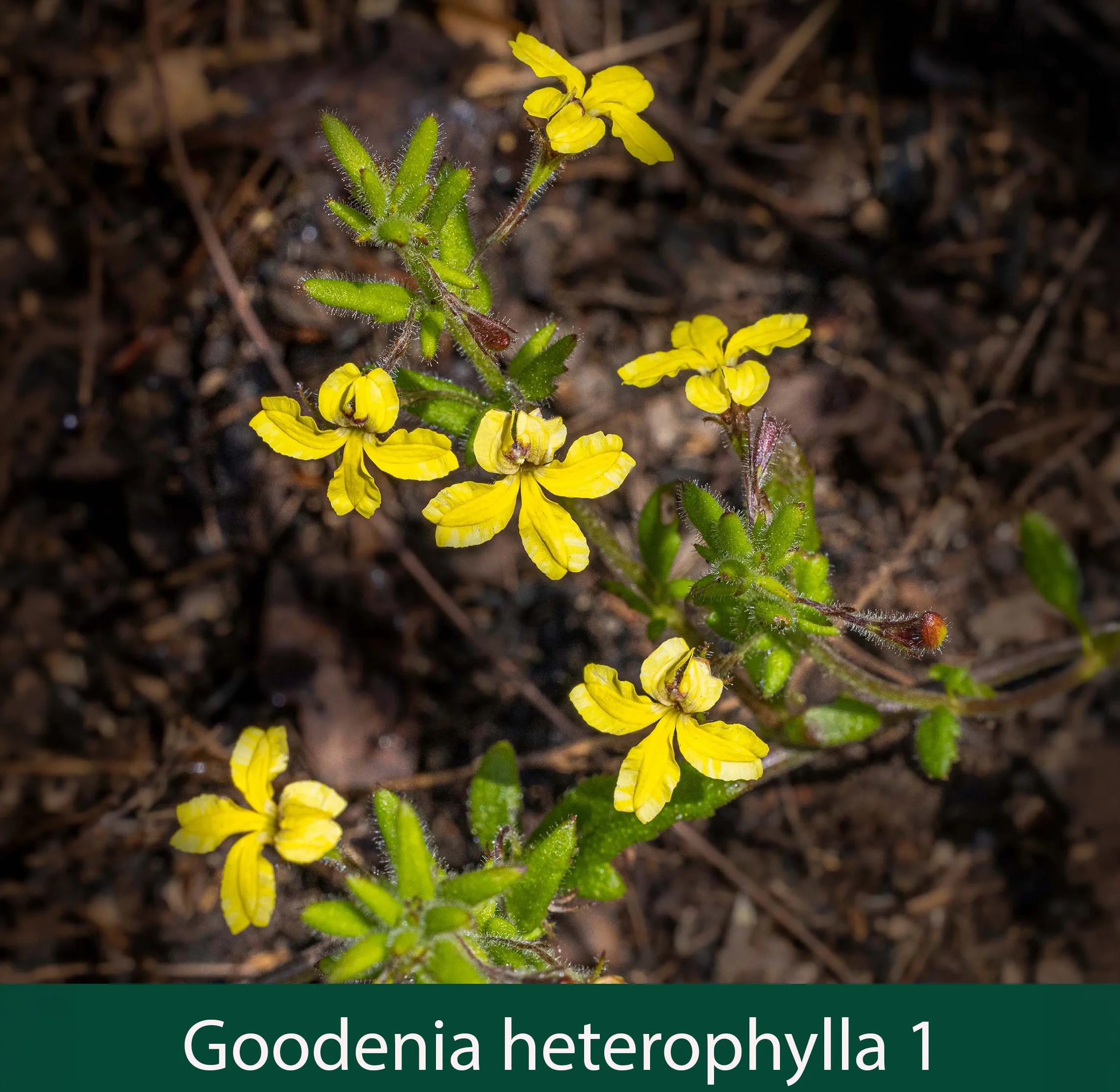 Goodenia heterophylla 1_.jpg