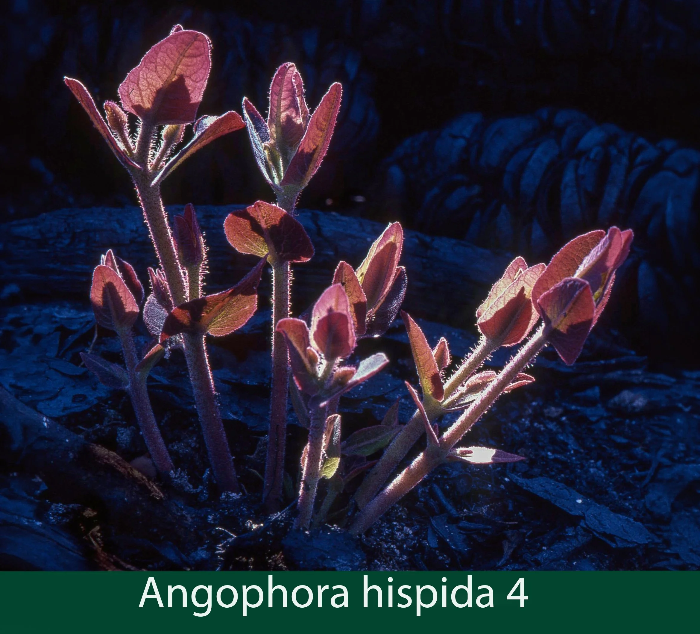 Angophora hispida 4   after fire.jpg