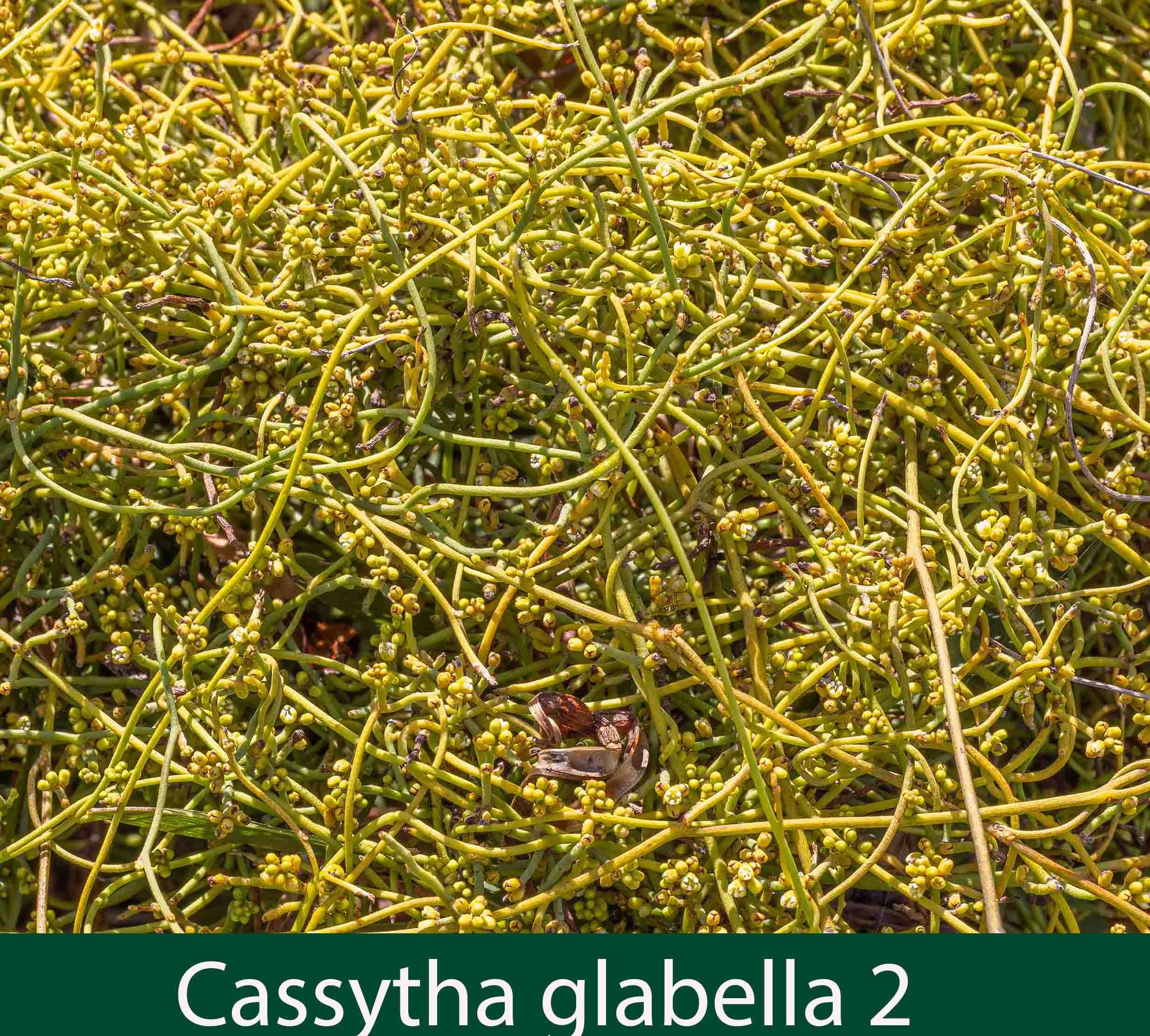 Cassytha glabella 2_.jpg
