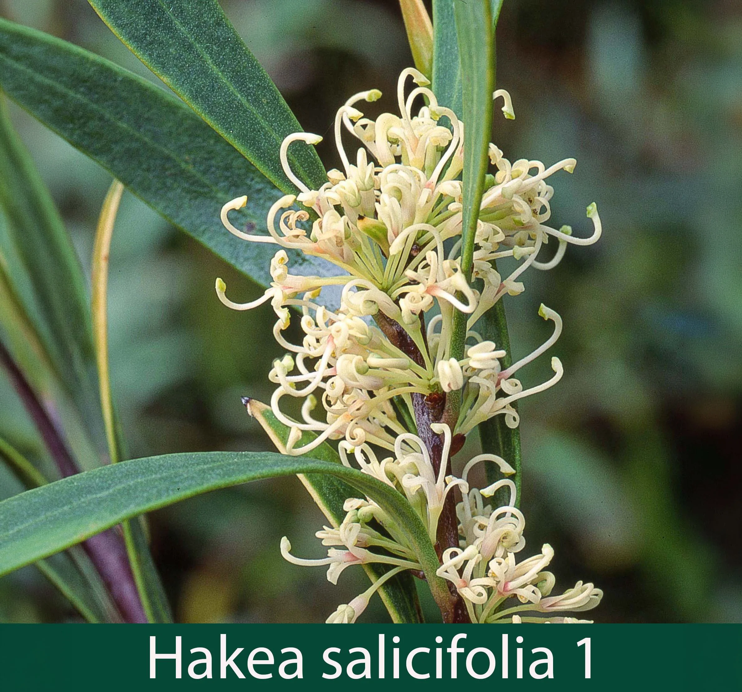 Hakea salicifolia 1_.jpg