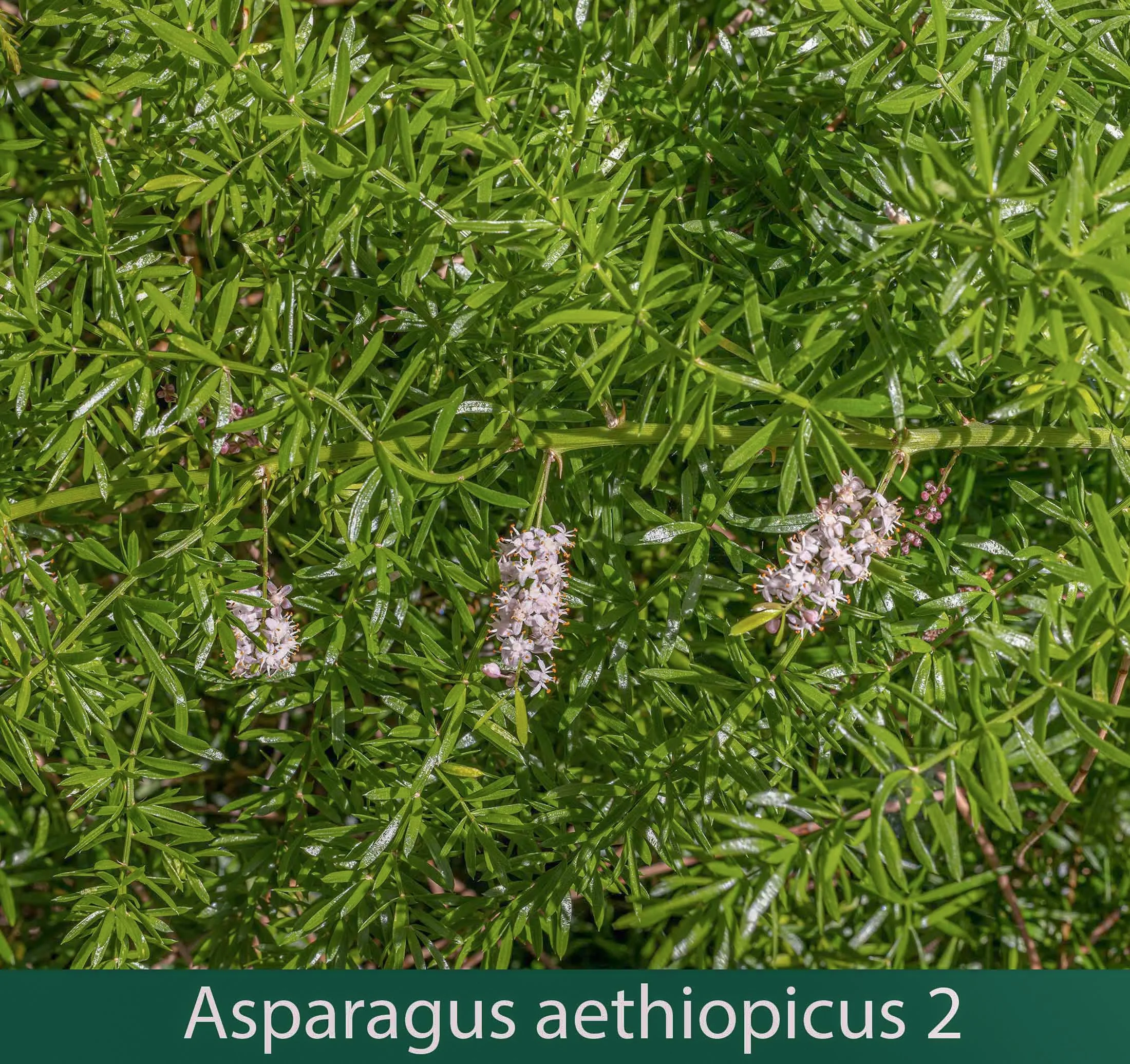 Asparagus aethiopicus  2.jpg