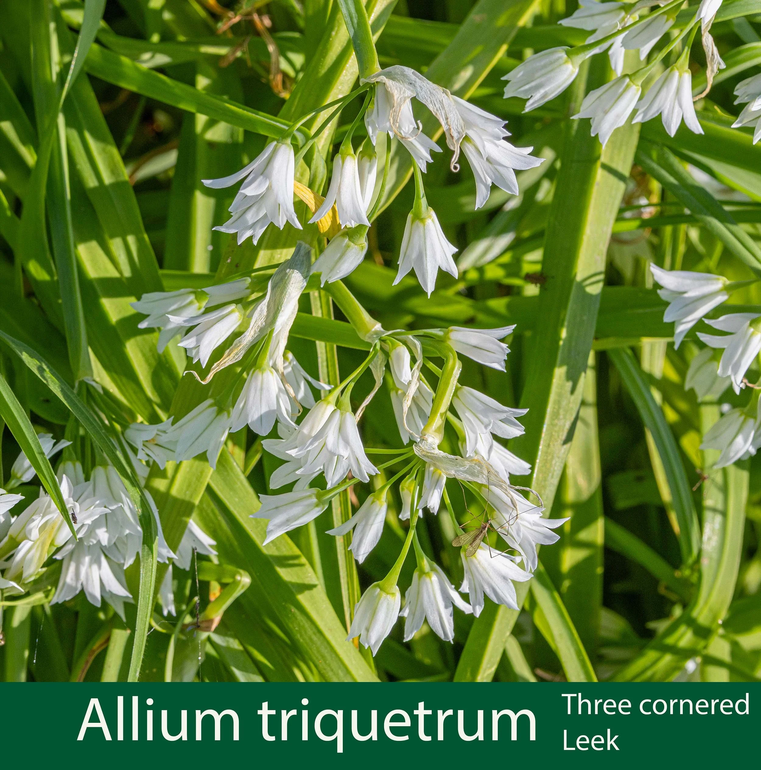Allium triquetrum. Three Cornered Leek 261A9276 .jpg