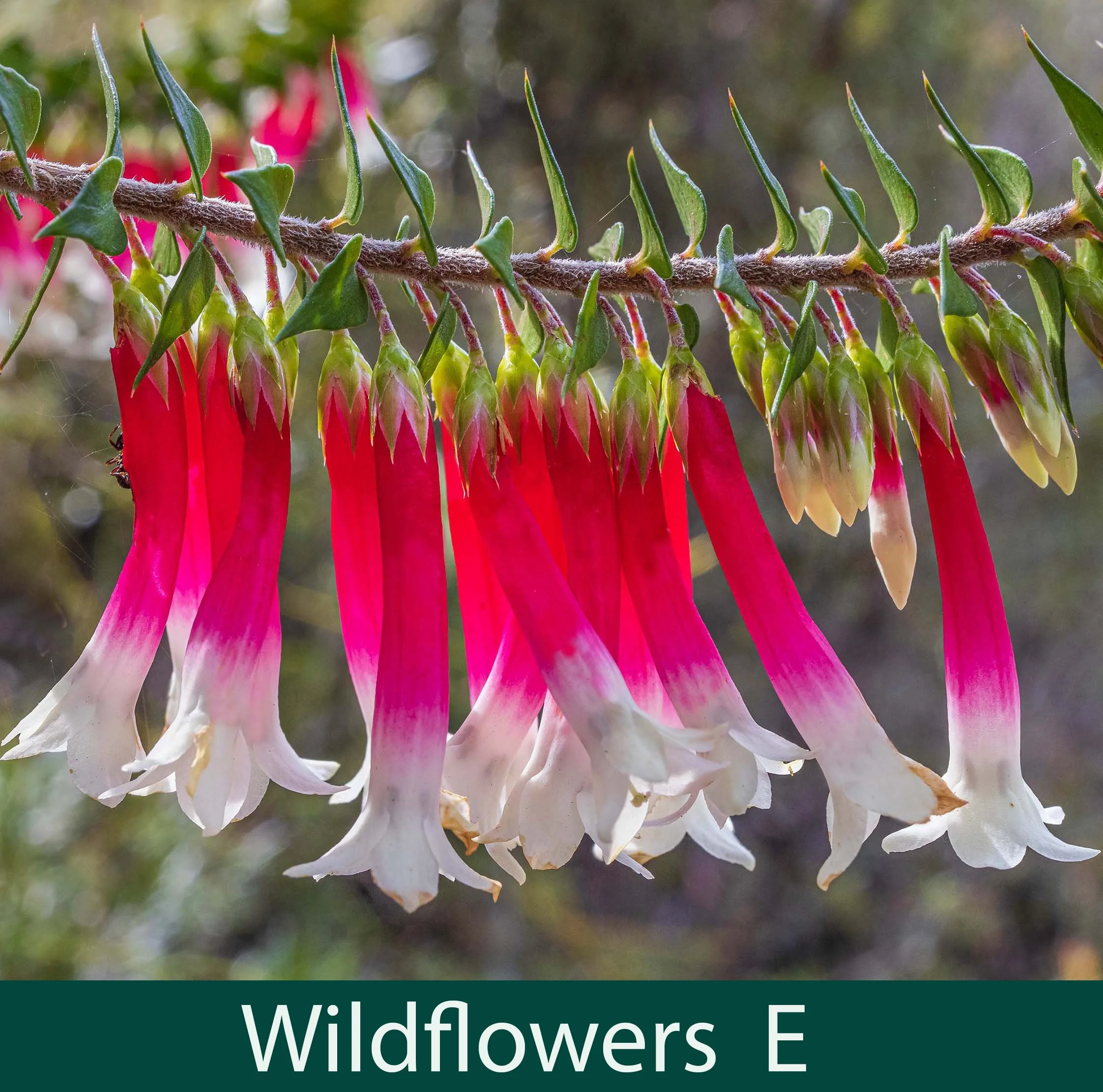 Wildflowers E