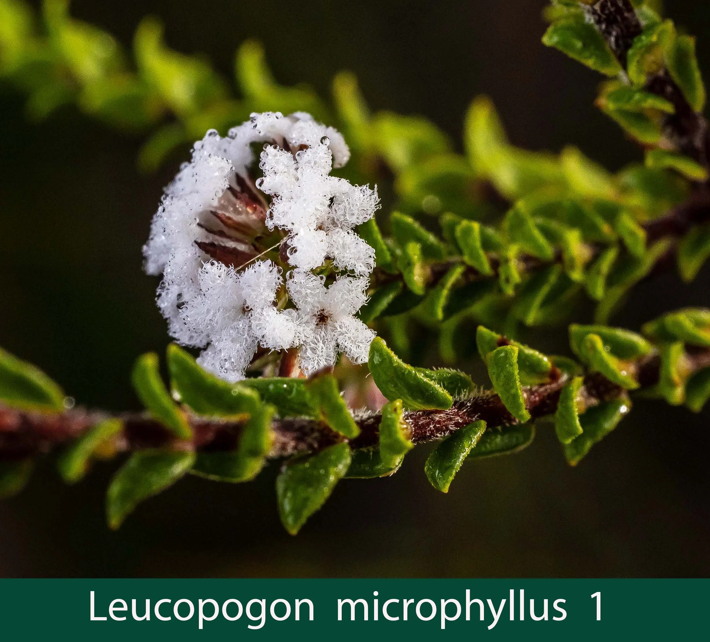 Leucopogon microphyllus 1_.jpg
