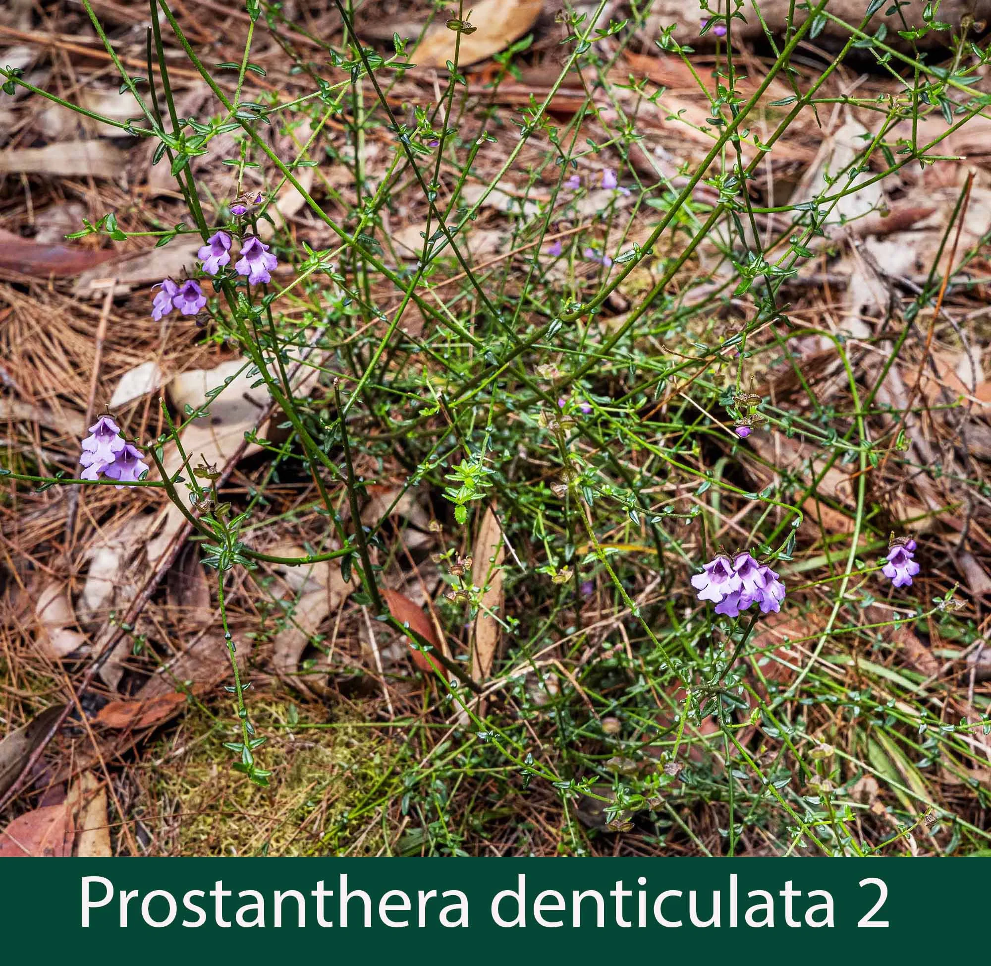 Prostanthera denticulata 2_.jpg