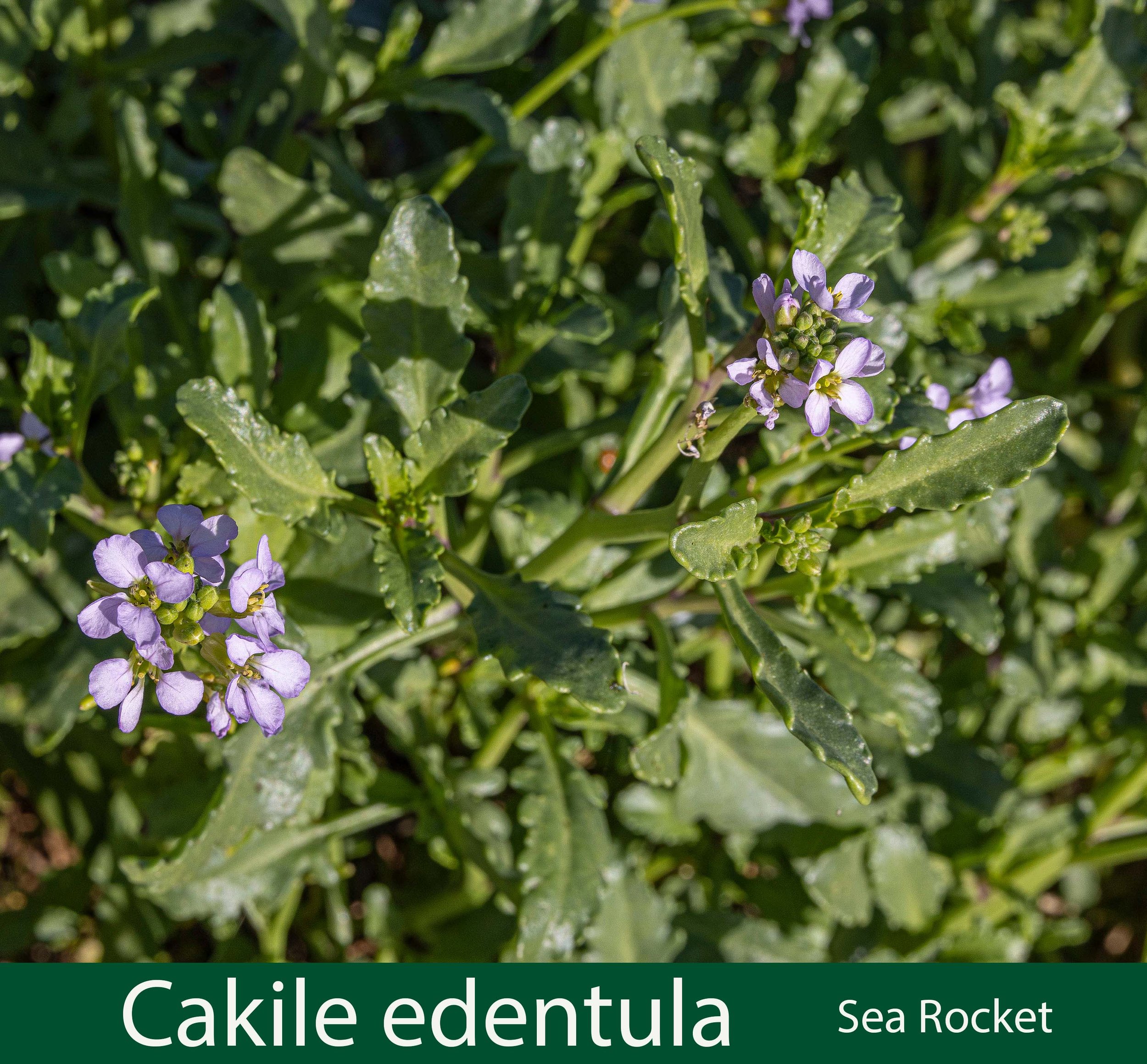 Cakile edentula-aa-Sea Rocket.jpg