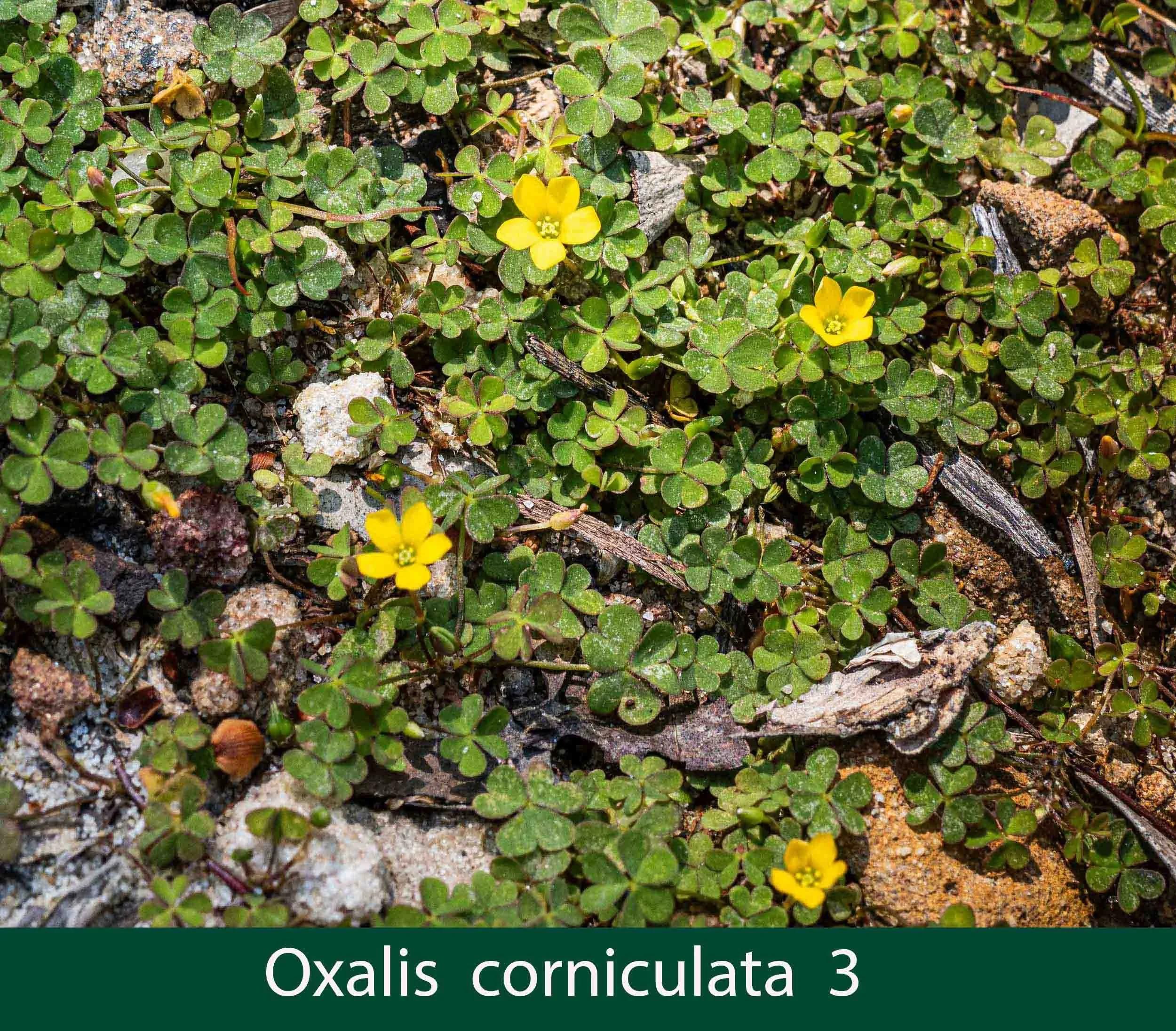 Oxalis corniculata 3.jpg