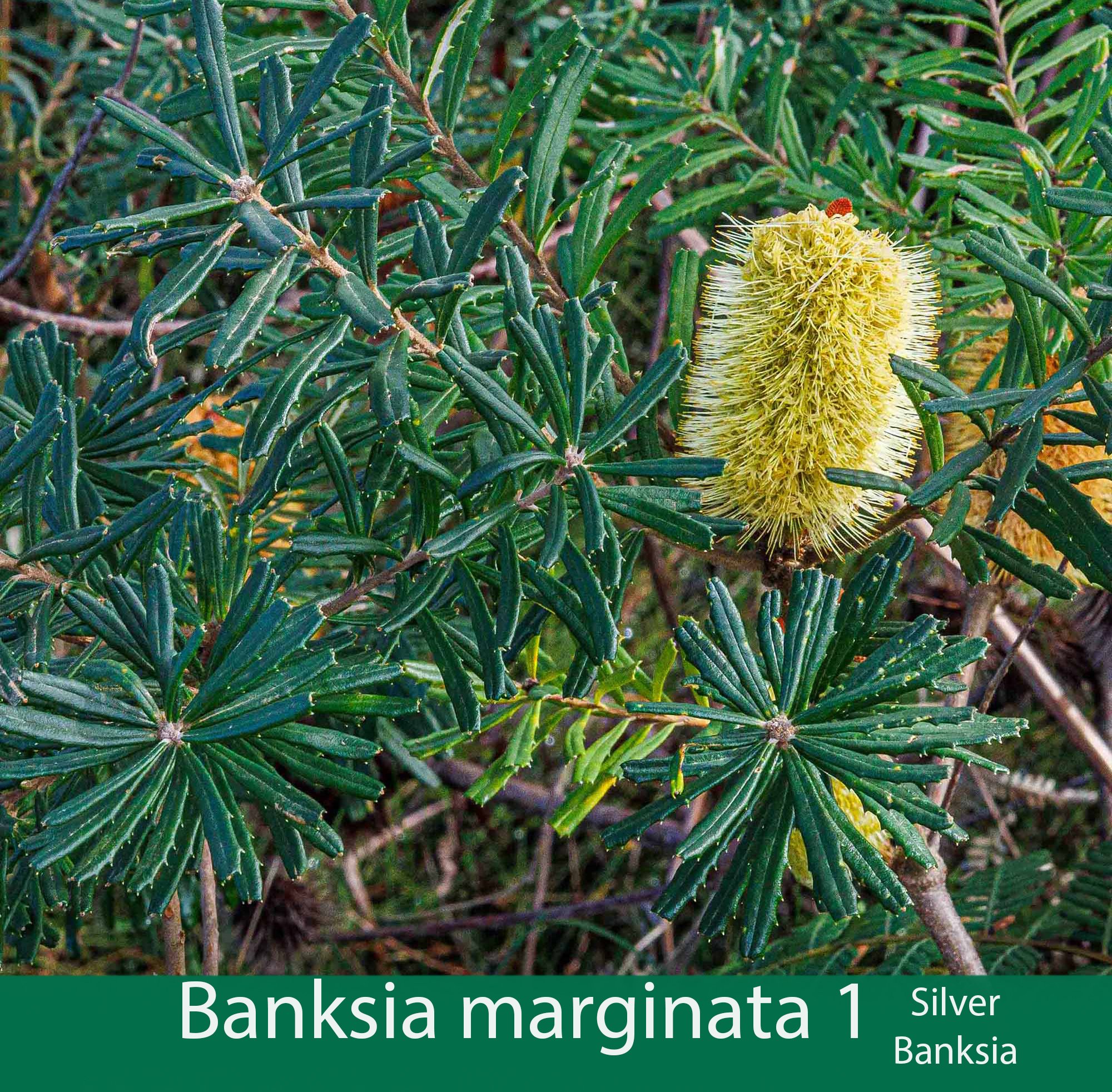 Banksia marginata 1_.jpg