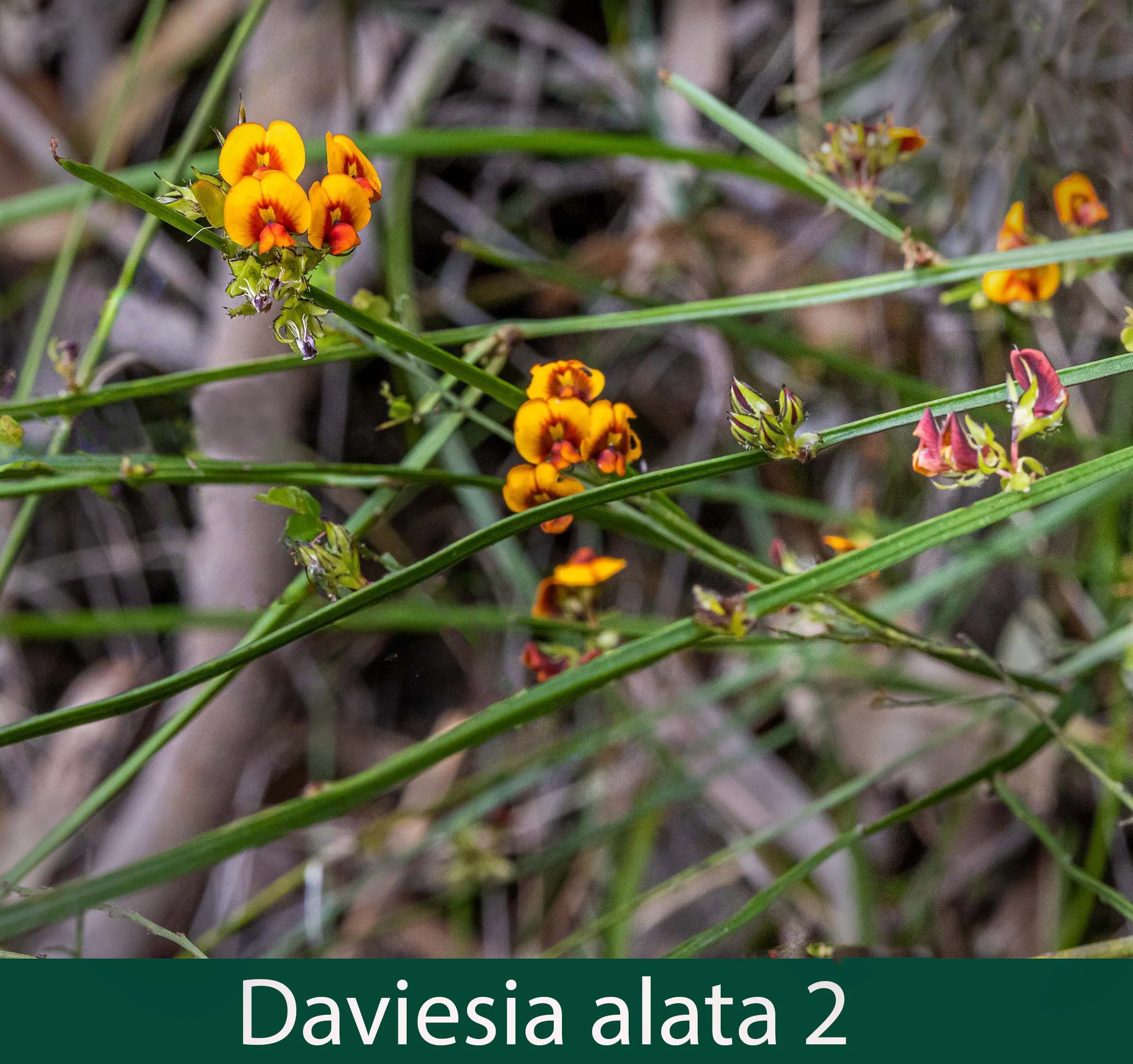 Daviesia alata 2_.jpg
