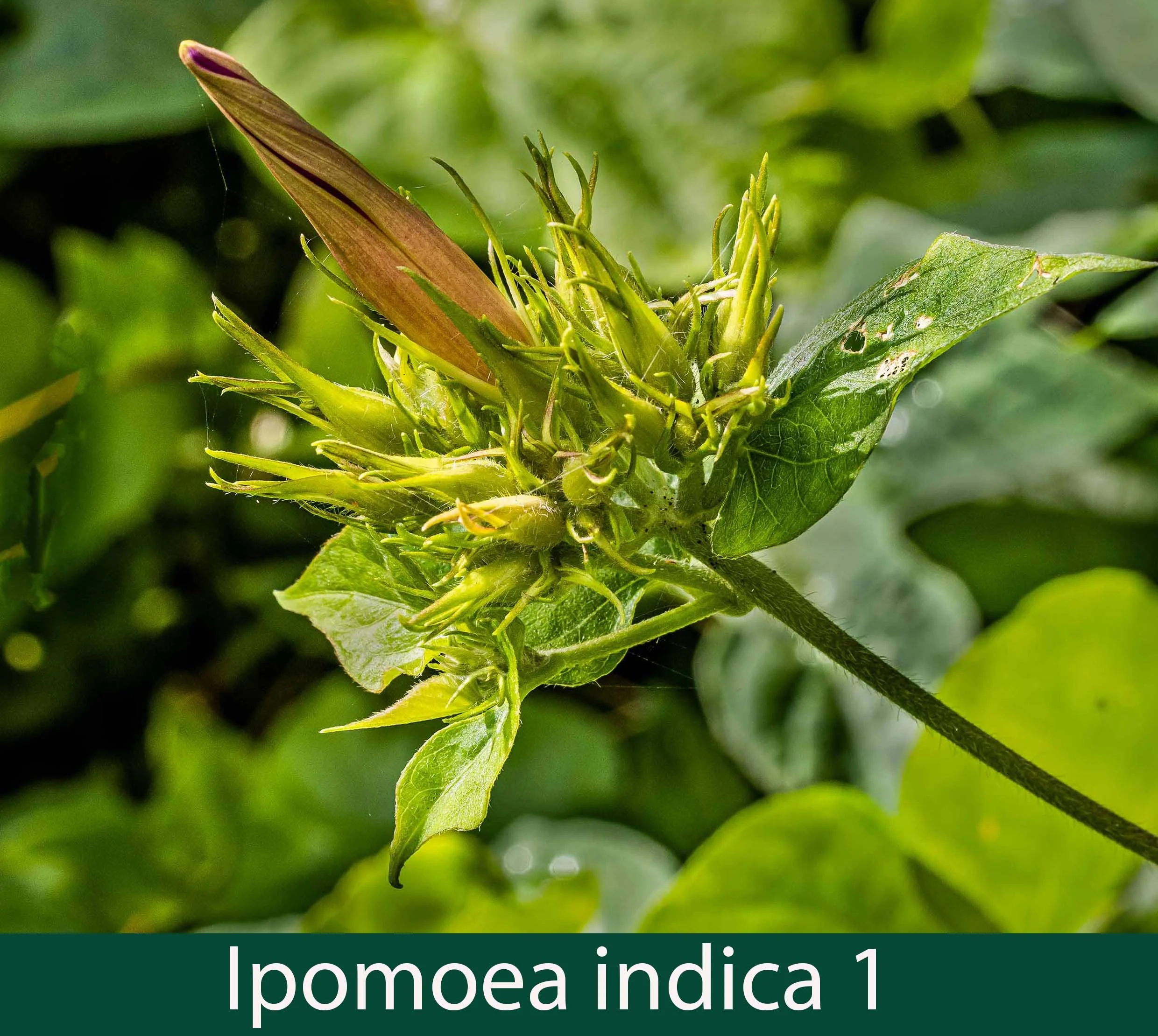 Ipomoea indica 1.jpg