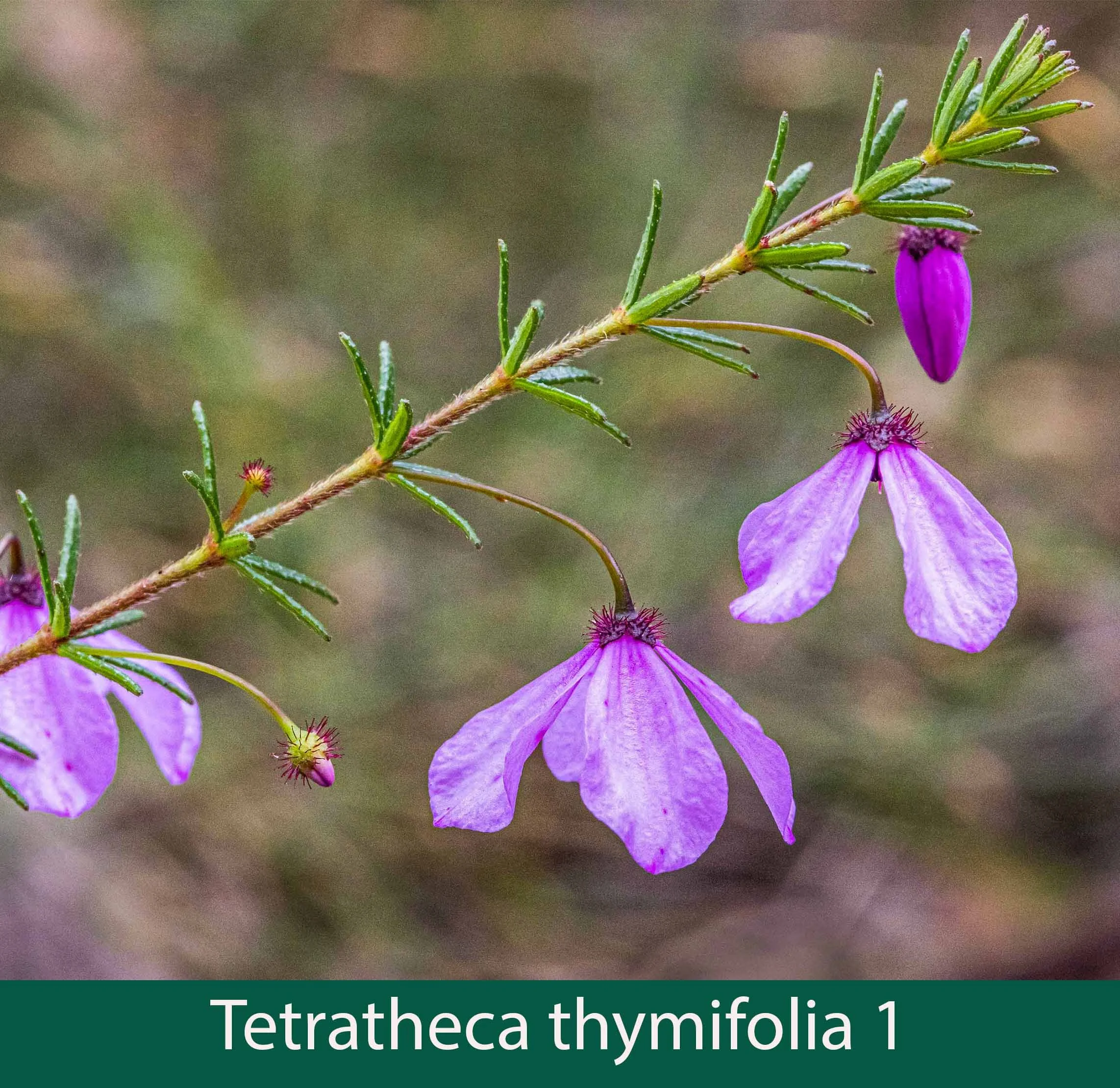 Tetratheca thymifolia 1_.jpg
